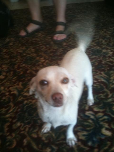 Eleven Inn's welcoming committee