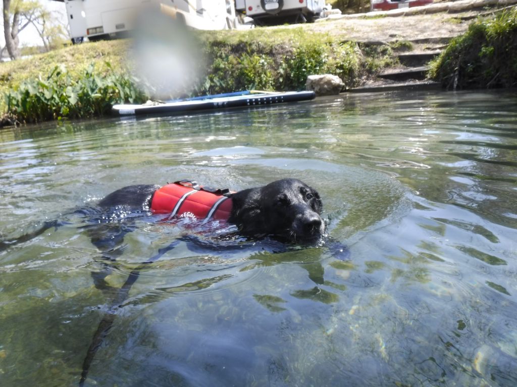 Ellie in the water