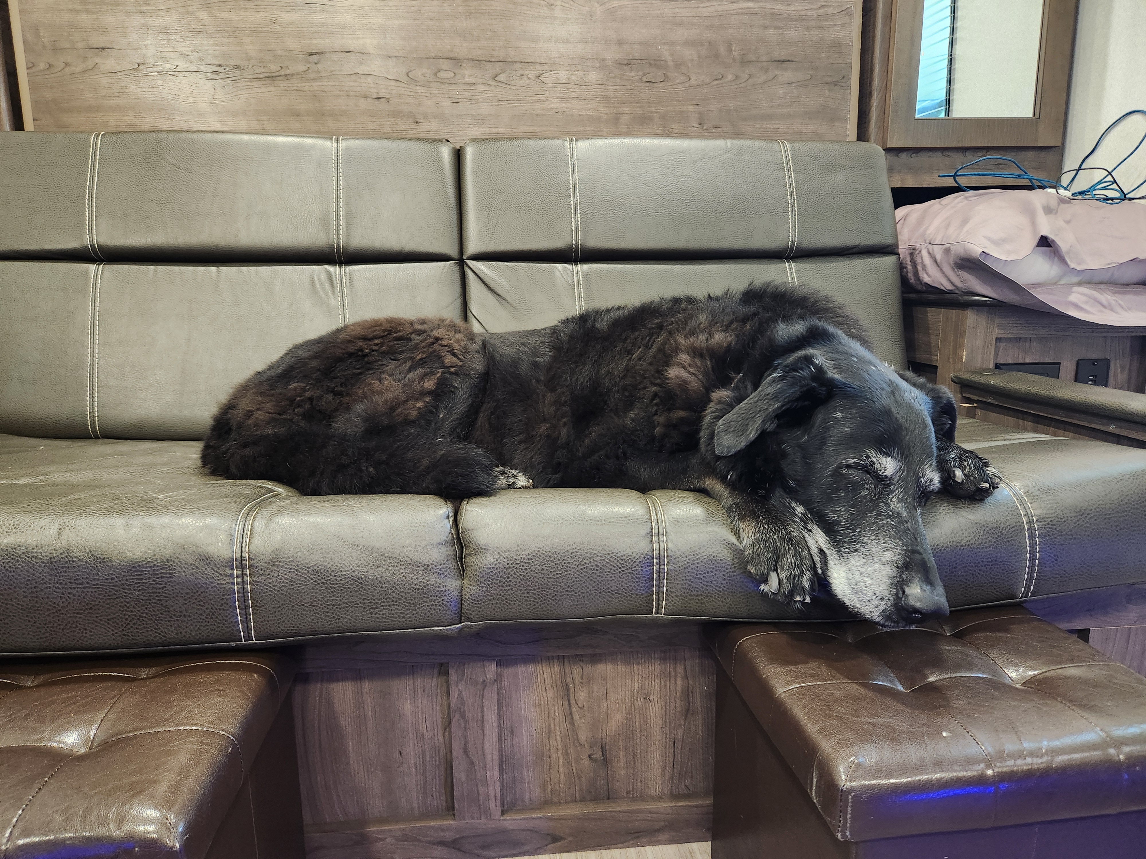 Ellie snoozing in the RV