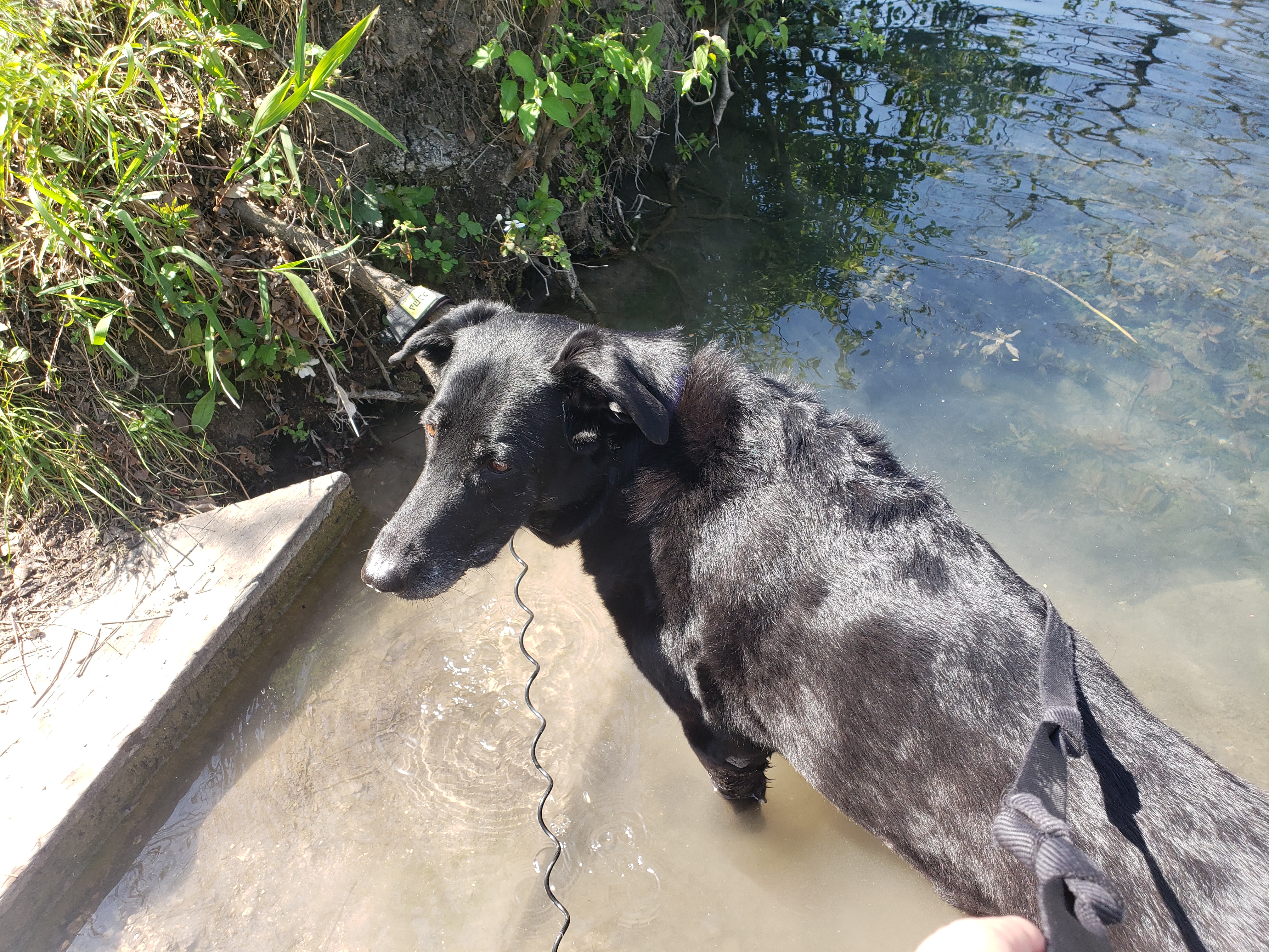 Ellie tests the water for the first time