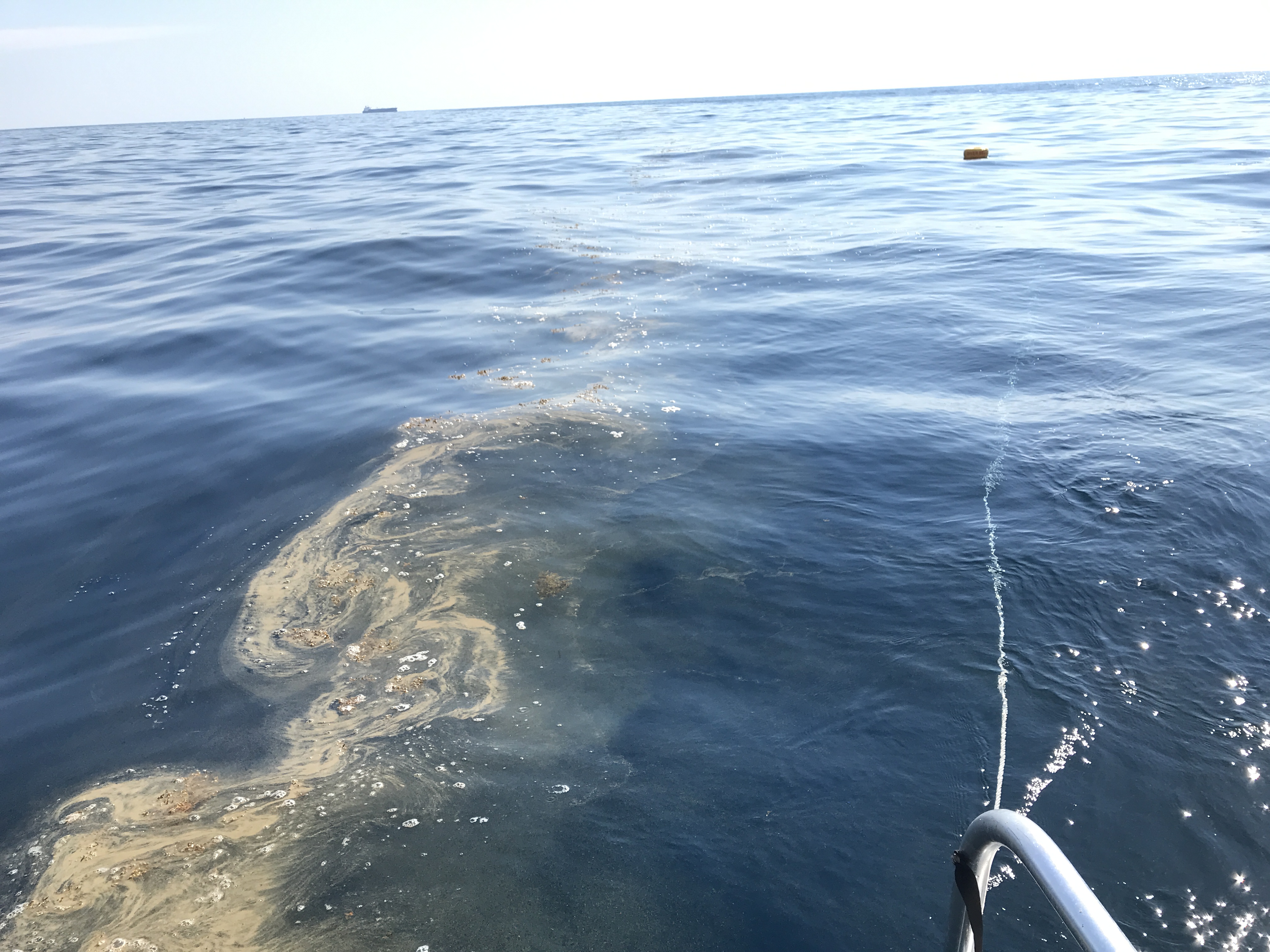 Even the sargassum was feeling frisky