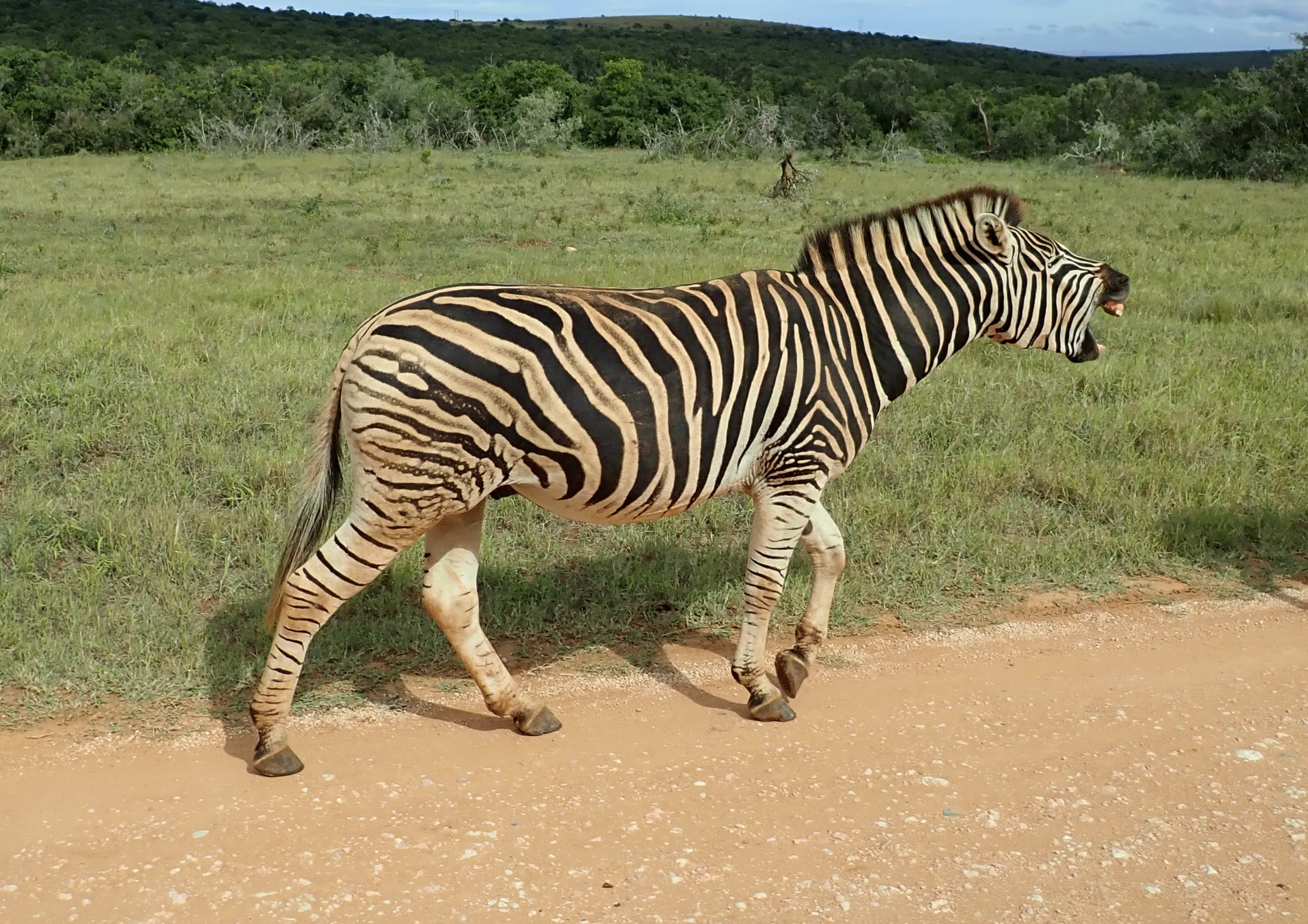 Even zebras have bad days