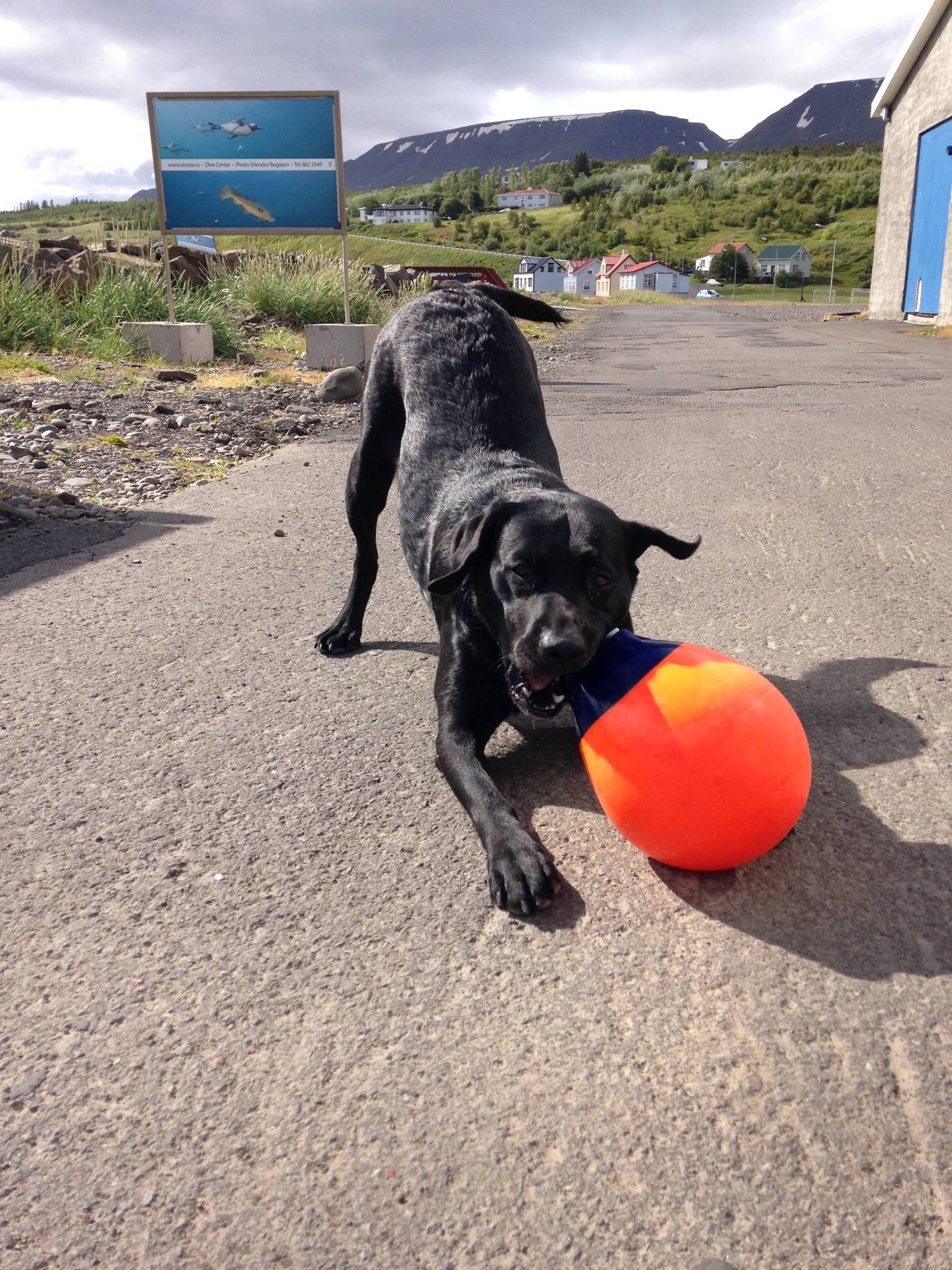 Every dive shop needs a dog