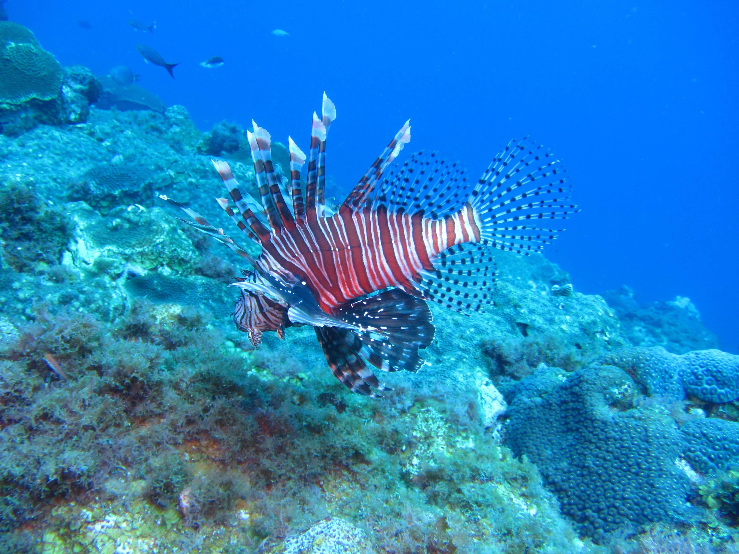 Evil Lionfish