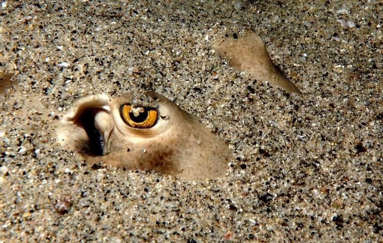 Except for that one with the yellowy eyes