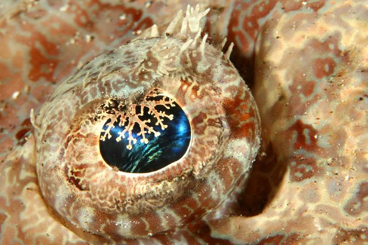 Eye of a CrocodileFish