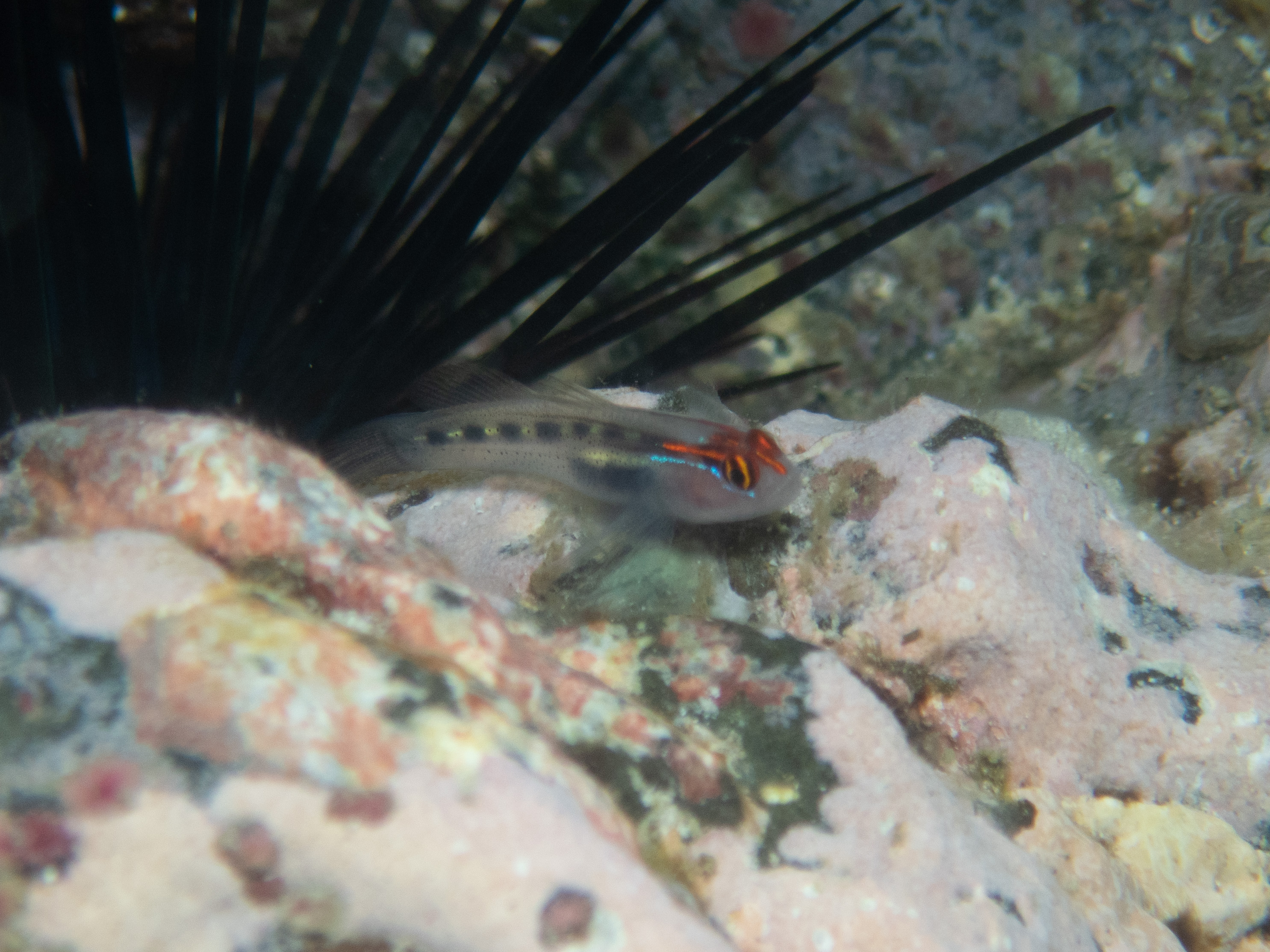 F01EA5D1-6AFC-426F-930B-28550AC1319A