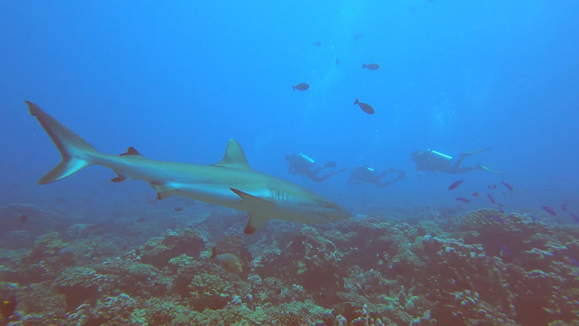Fakarava - sharks closer on reef