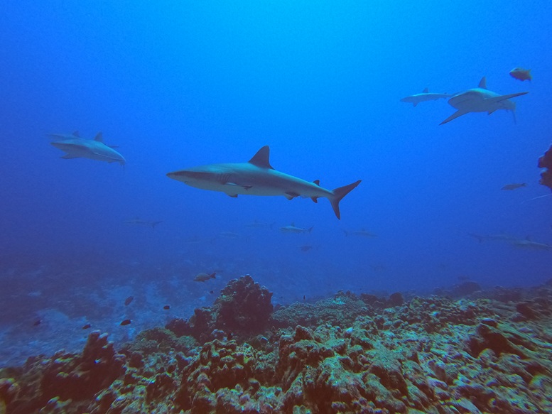 Fakarava WoS from cave