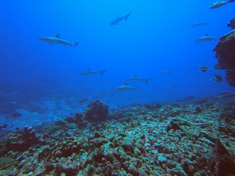 Fakarava WOS from cave