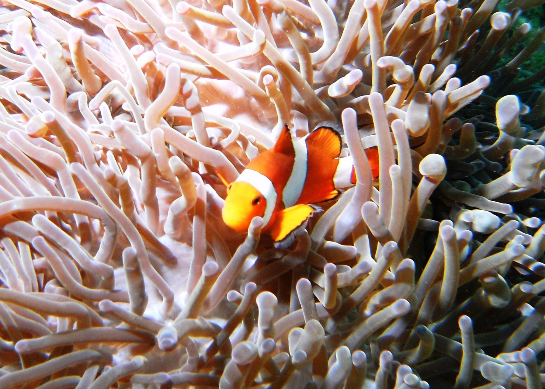 FalseClownAnemonefish