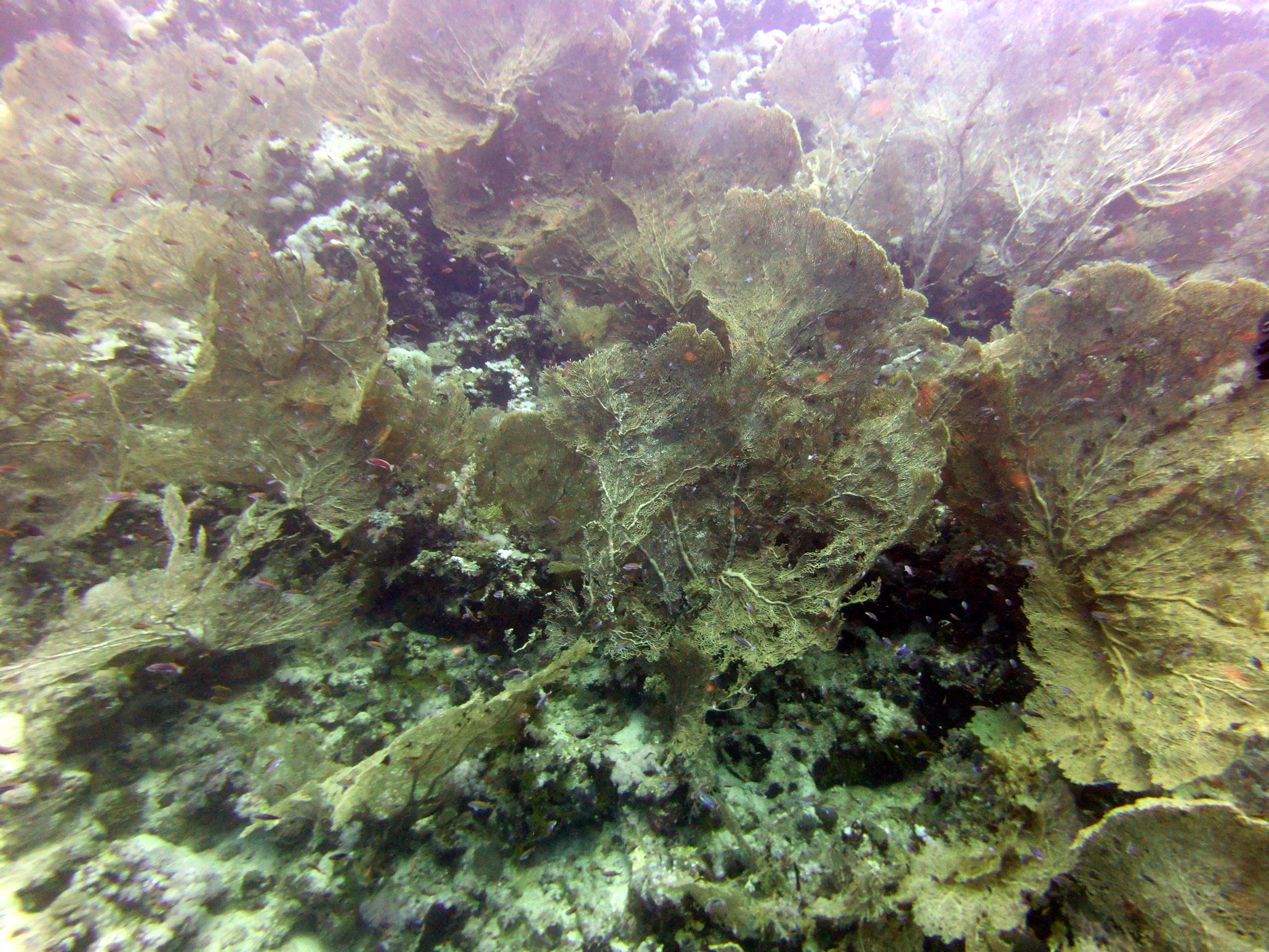 Fan coral at Ras Umm Sid