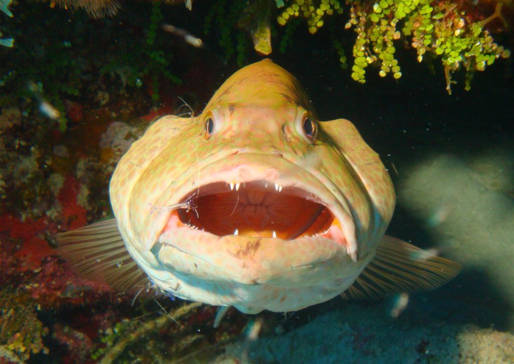 February - Sprout - Clean Right Down To The Gullet