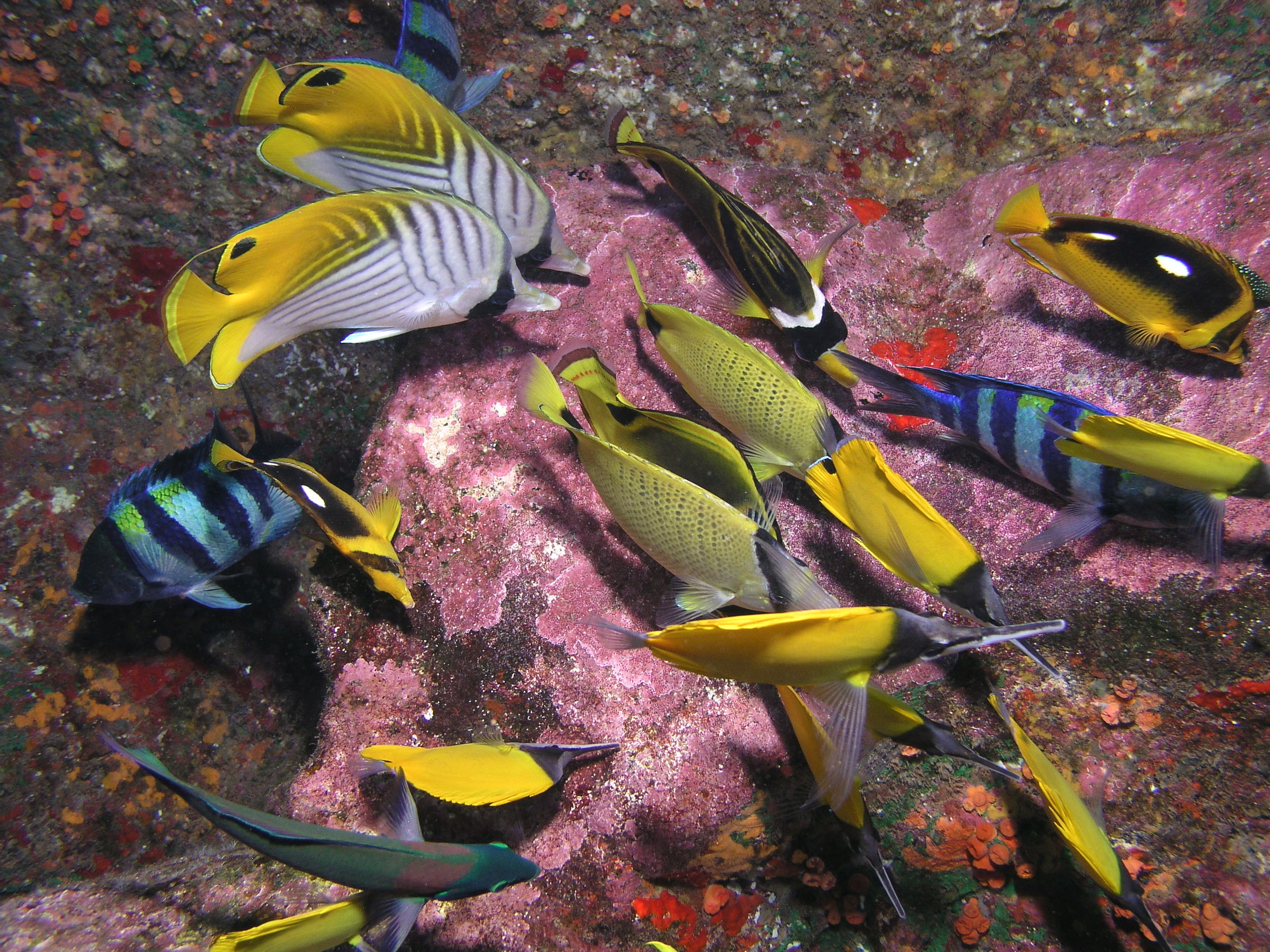 feeding frenzy