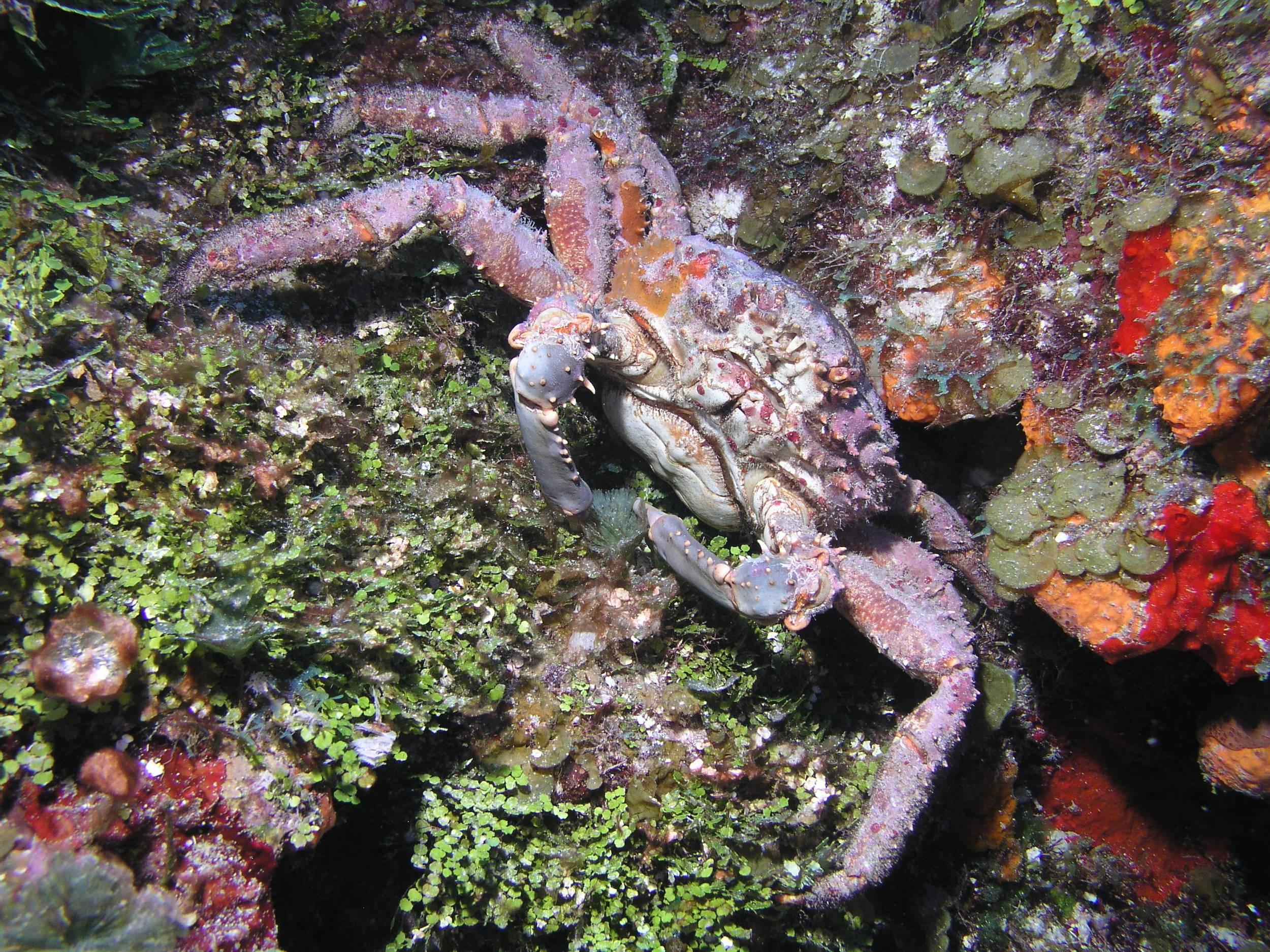 feeling crabby