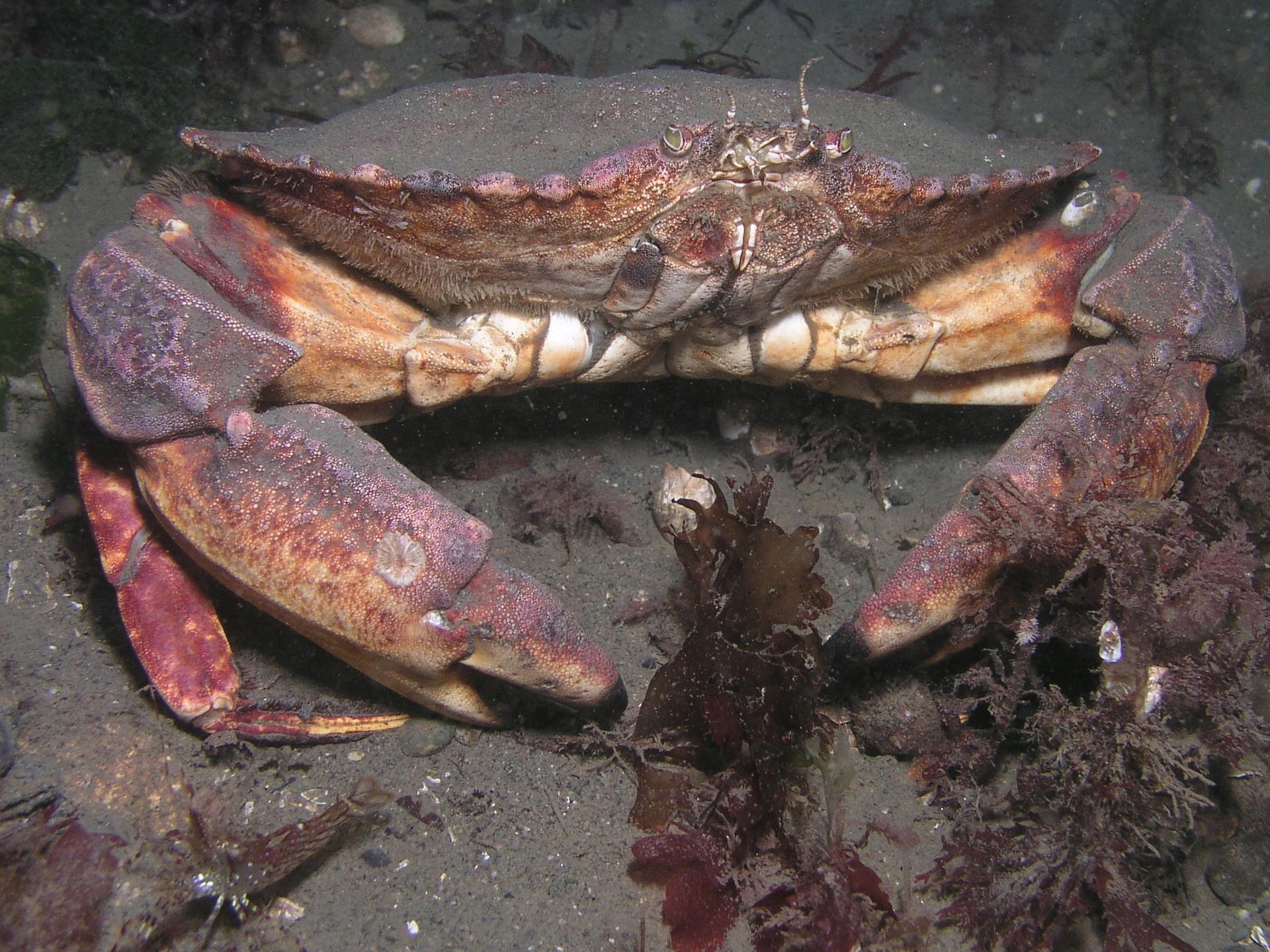 feeling crabby