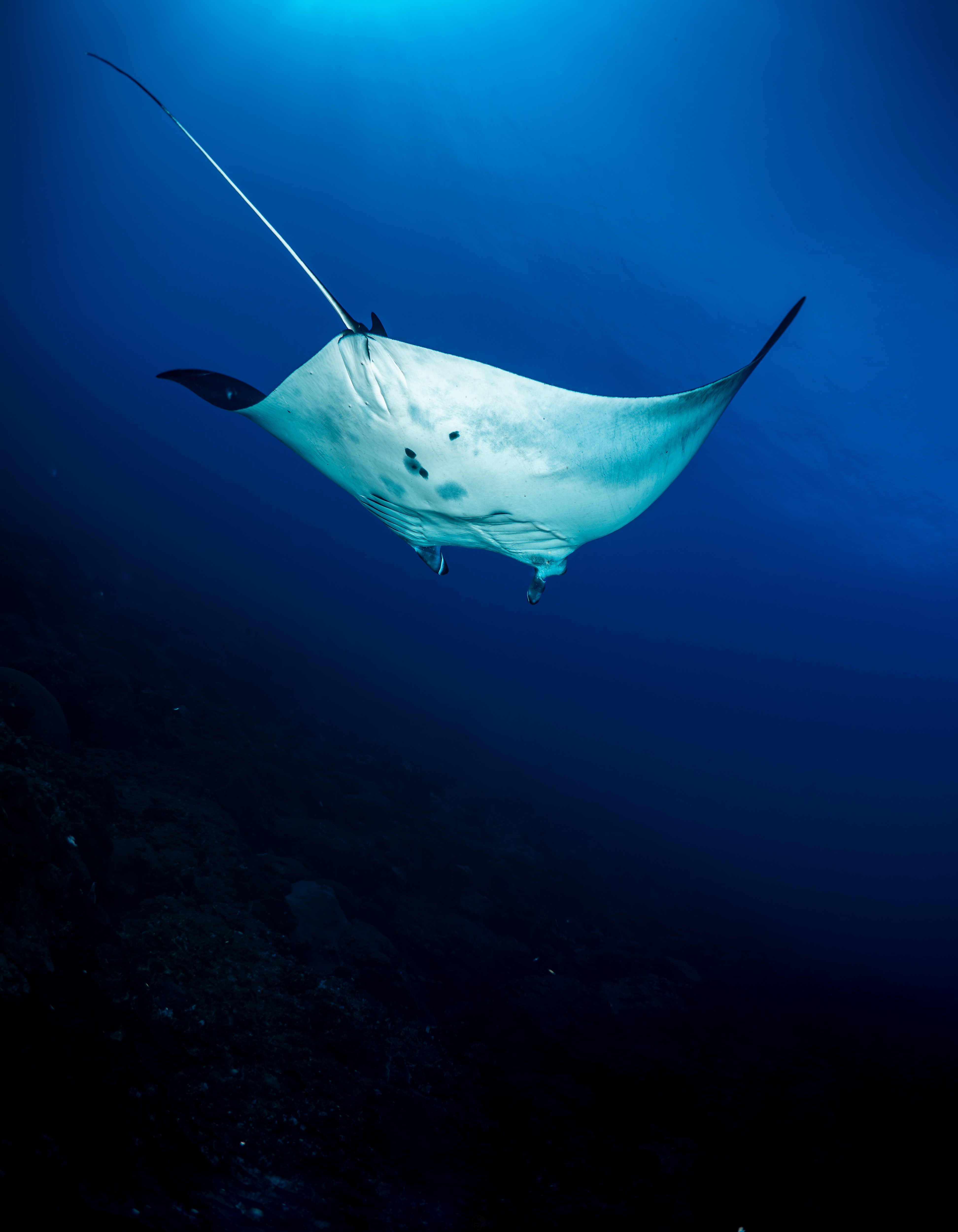 Female Manta ray