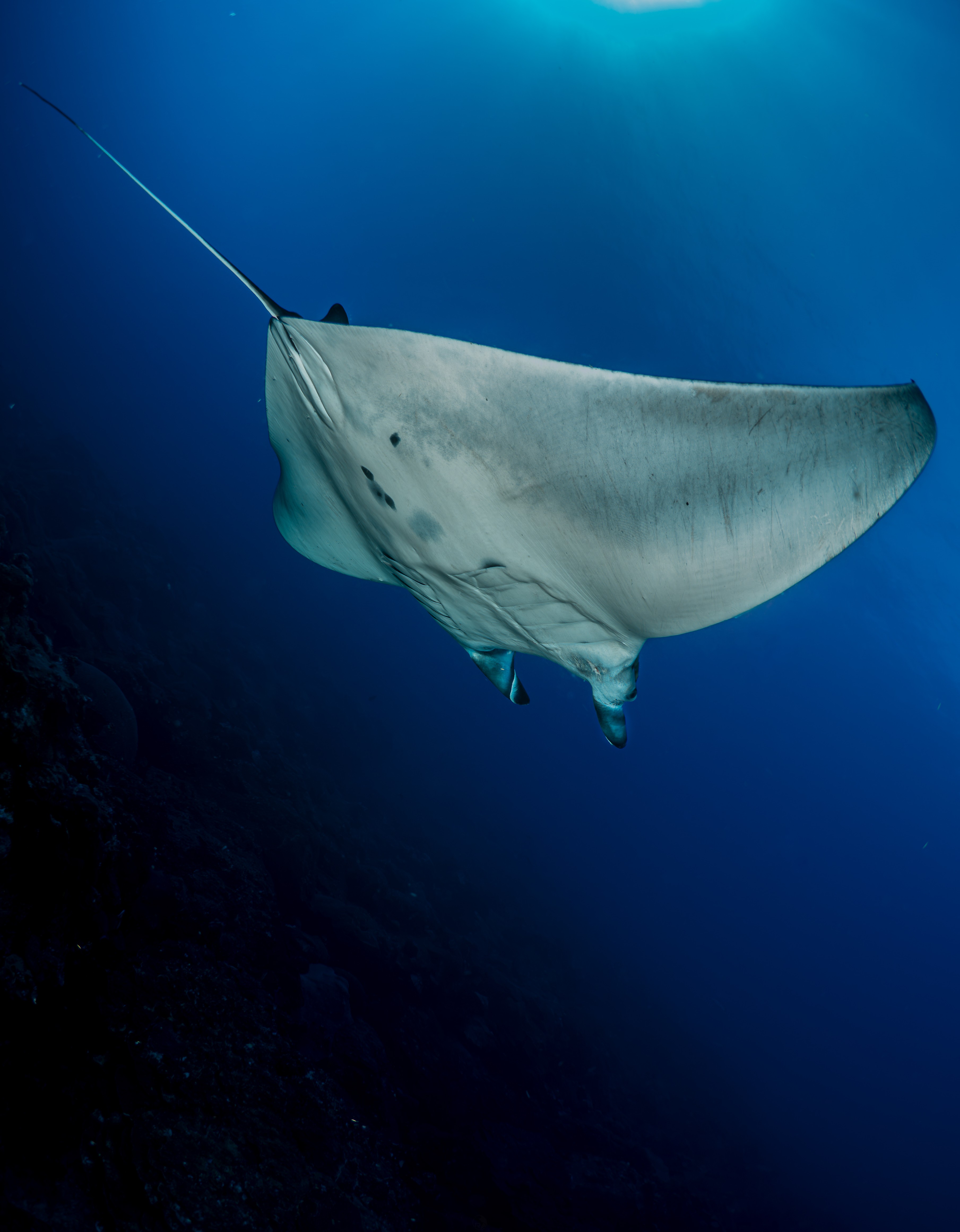 Female Manta ray