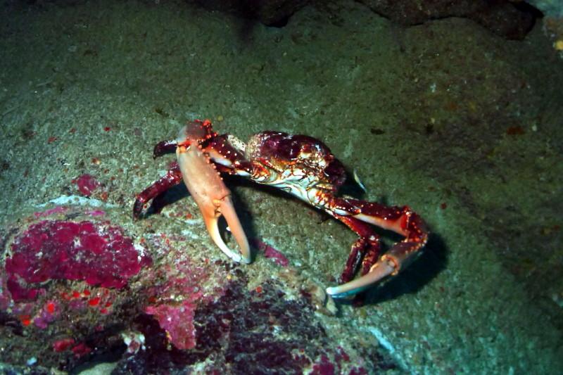 FemaleCrab
