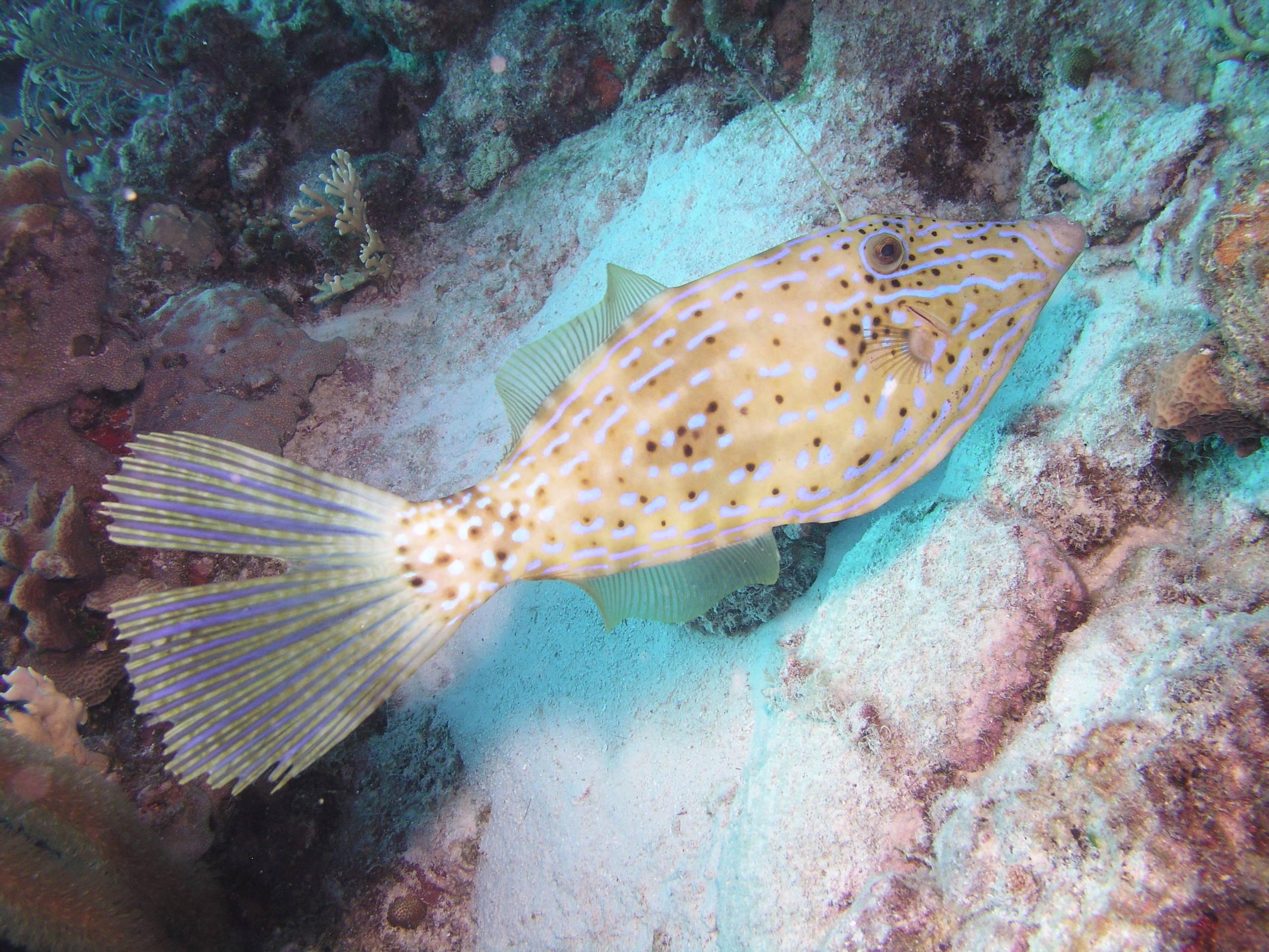 filefish