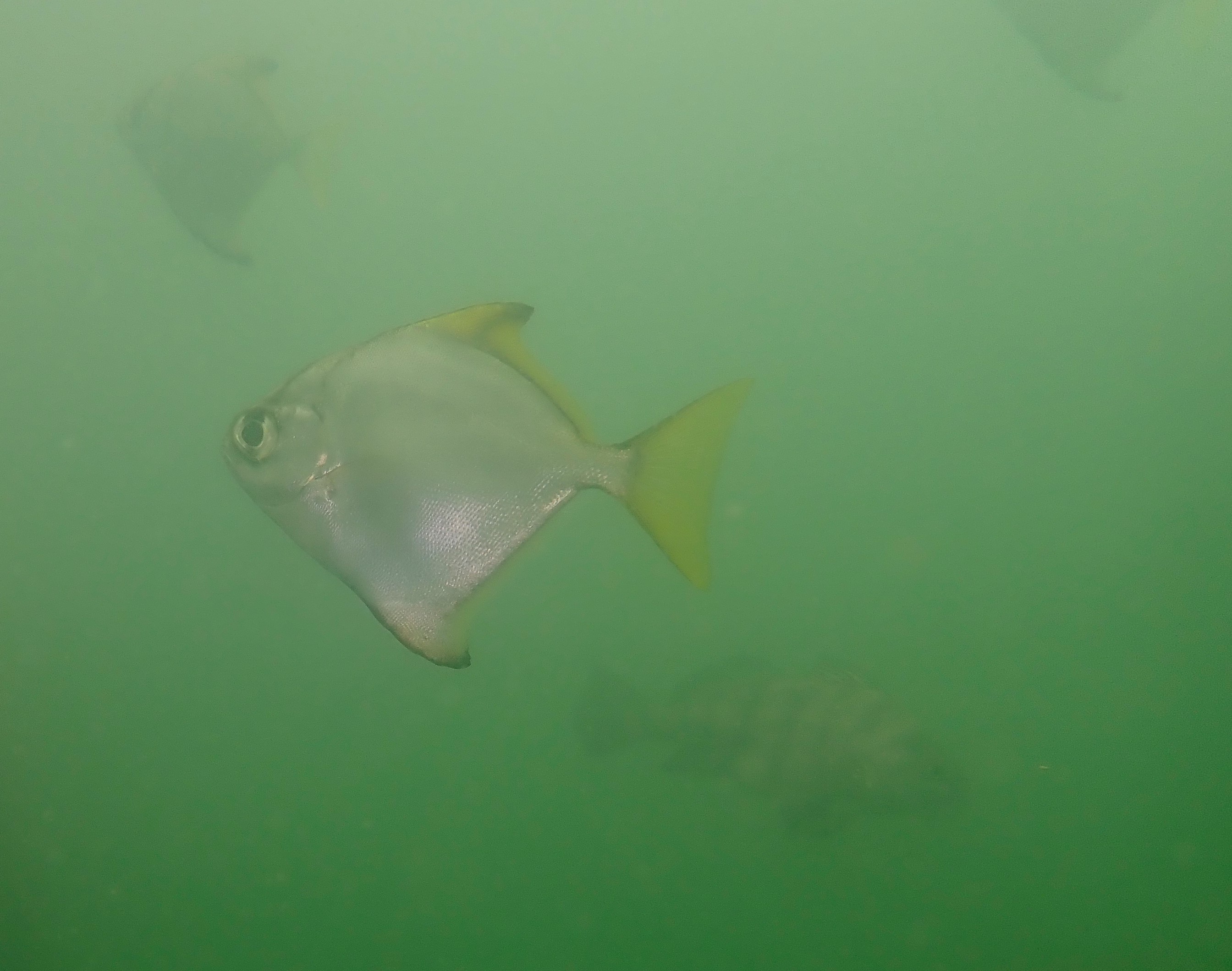fingerfish