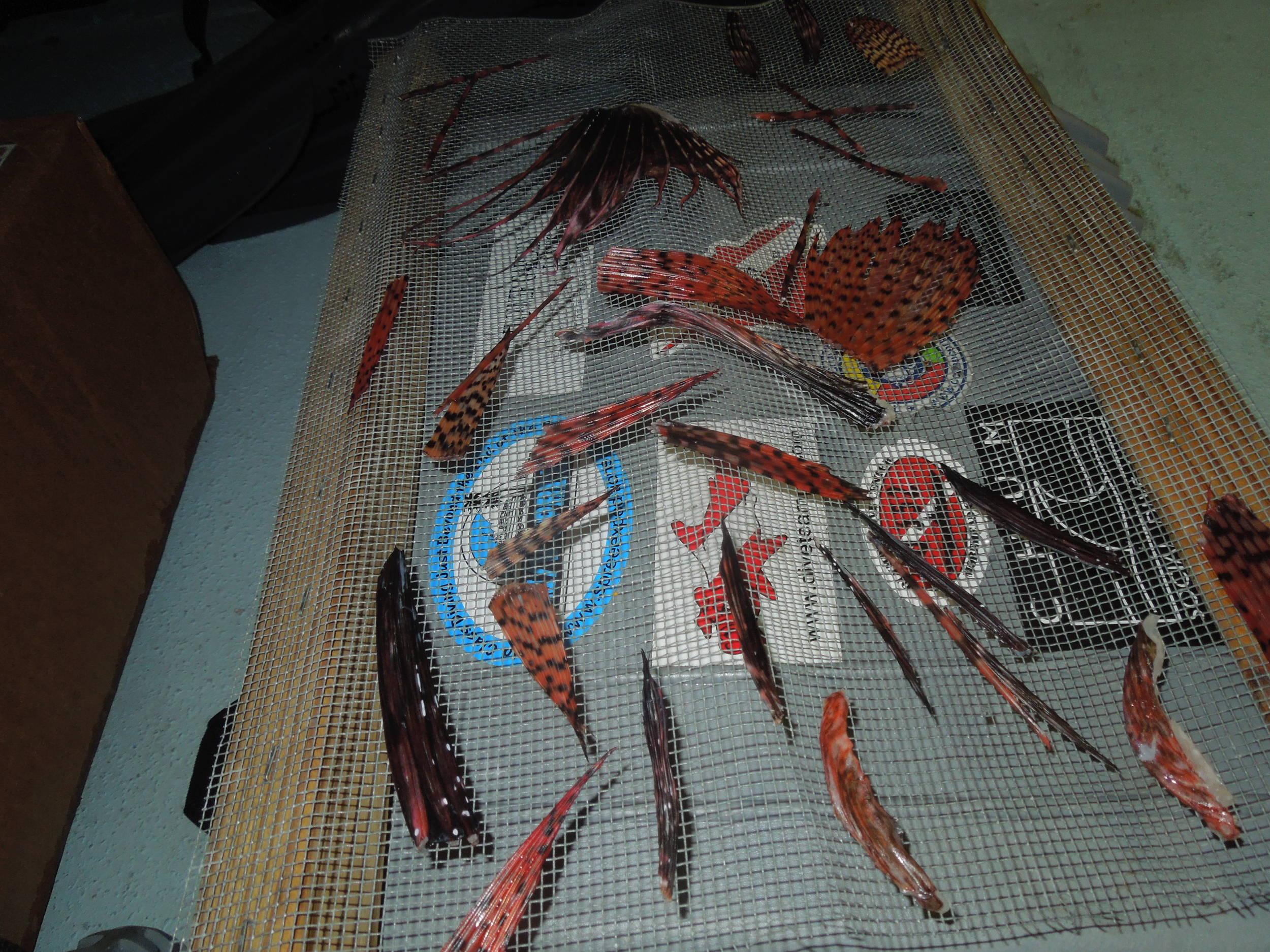 fins drying for jewelry