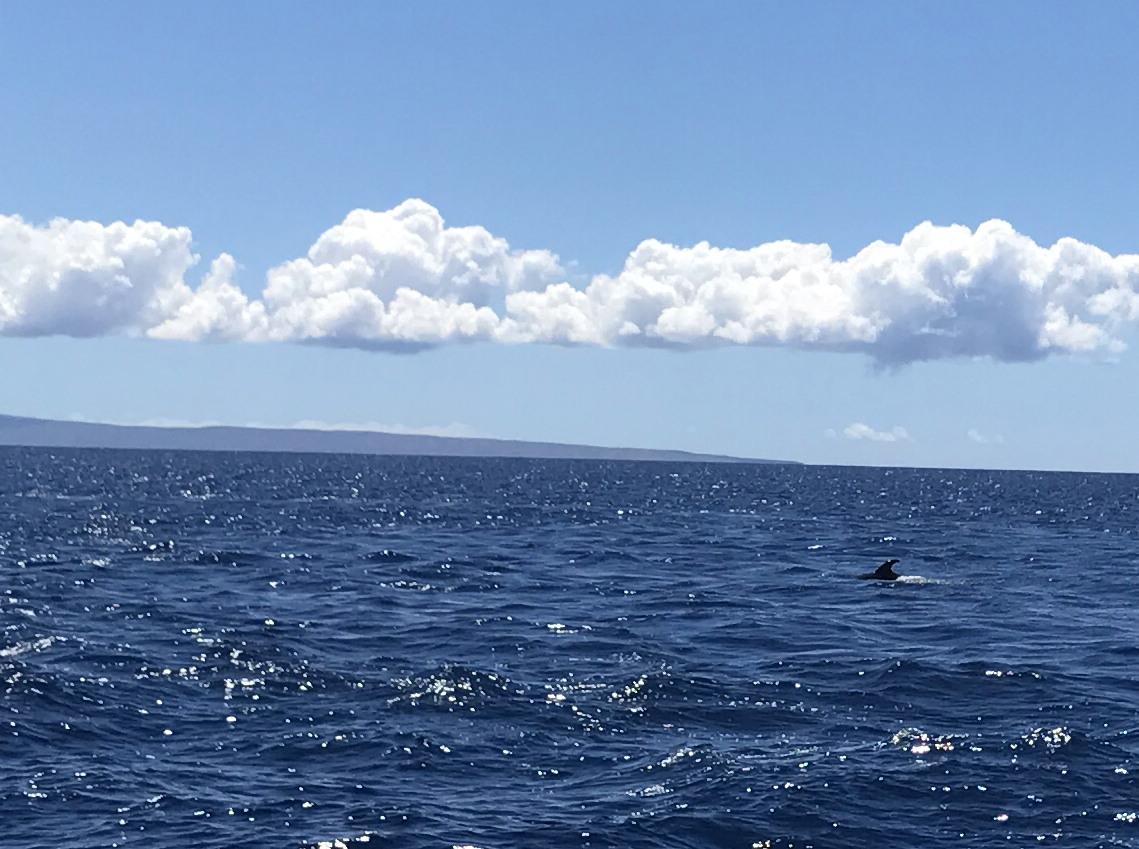 fins to the right