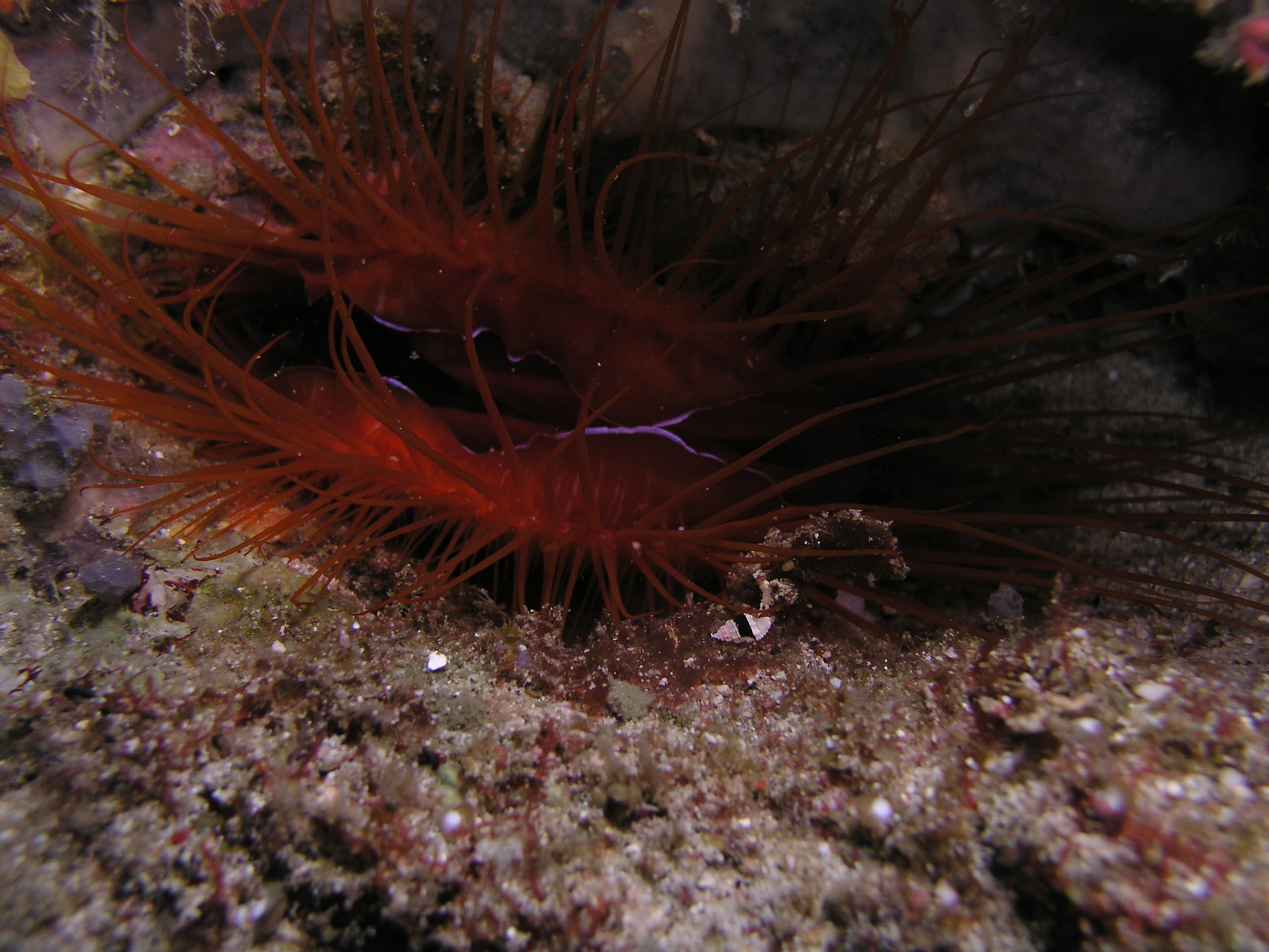 Fire clam