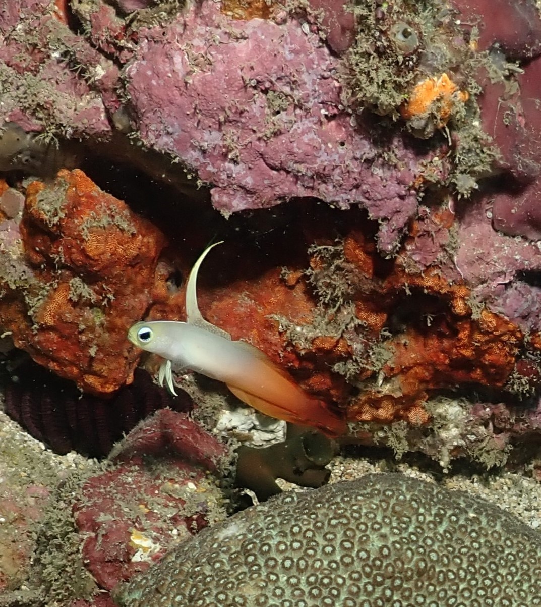Fire dartfish
