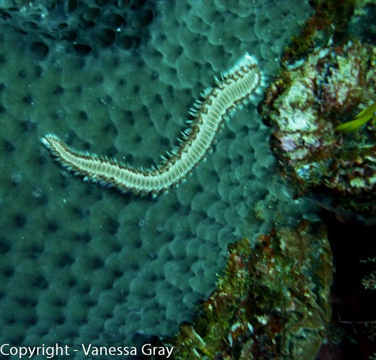Fire Worm