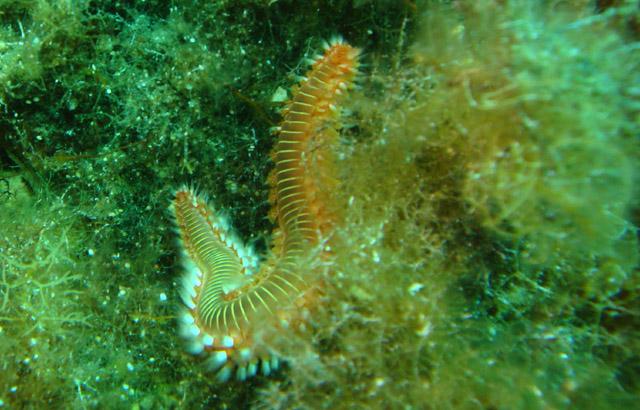 Fireworm