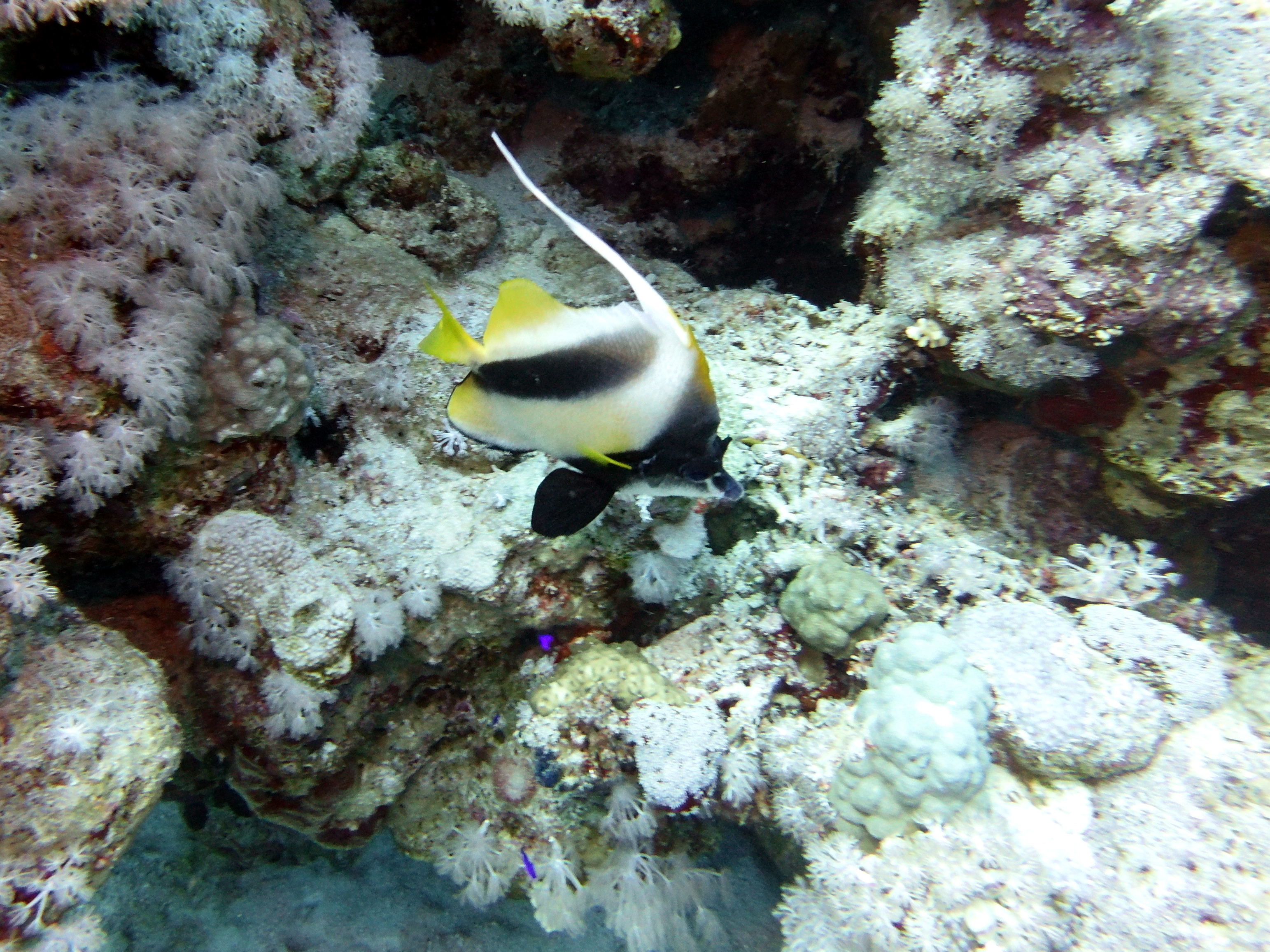 Fish at Lighthouse Reef