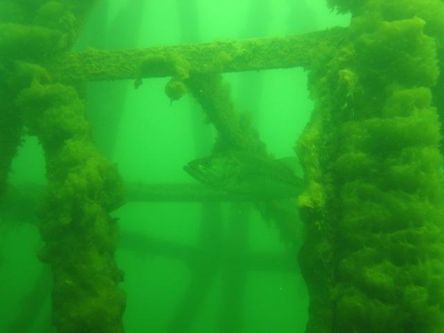 Fish hangin' out at the Steeple