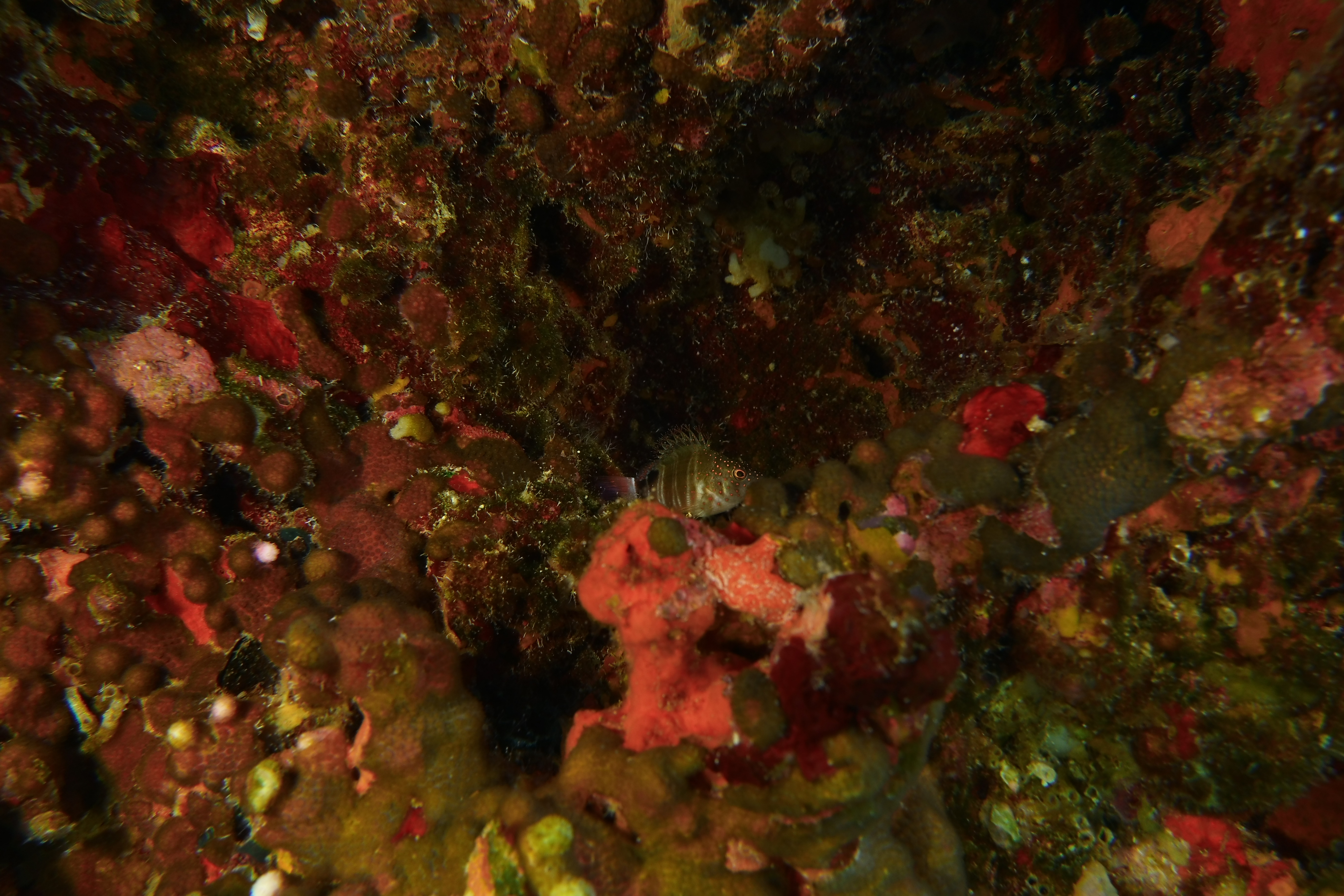 Fish hiding in coral