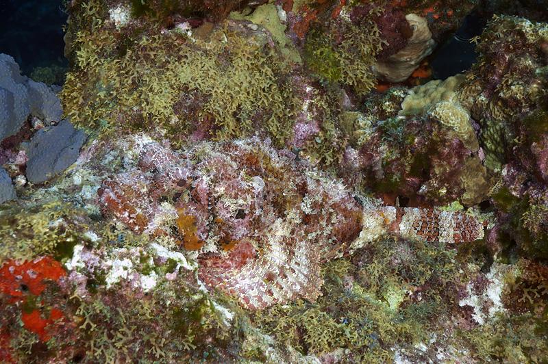 Fish in there somewhere
