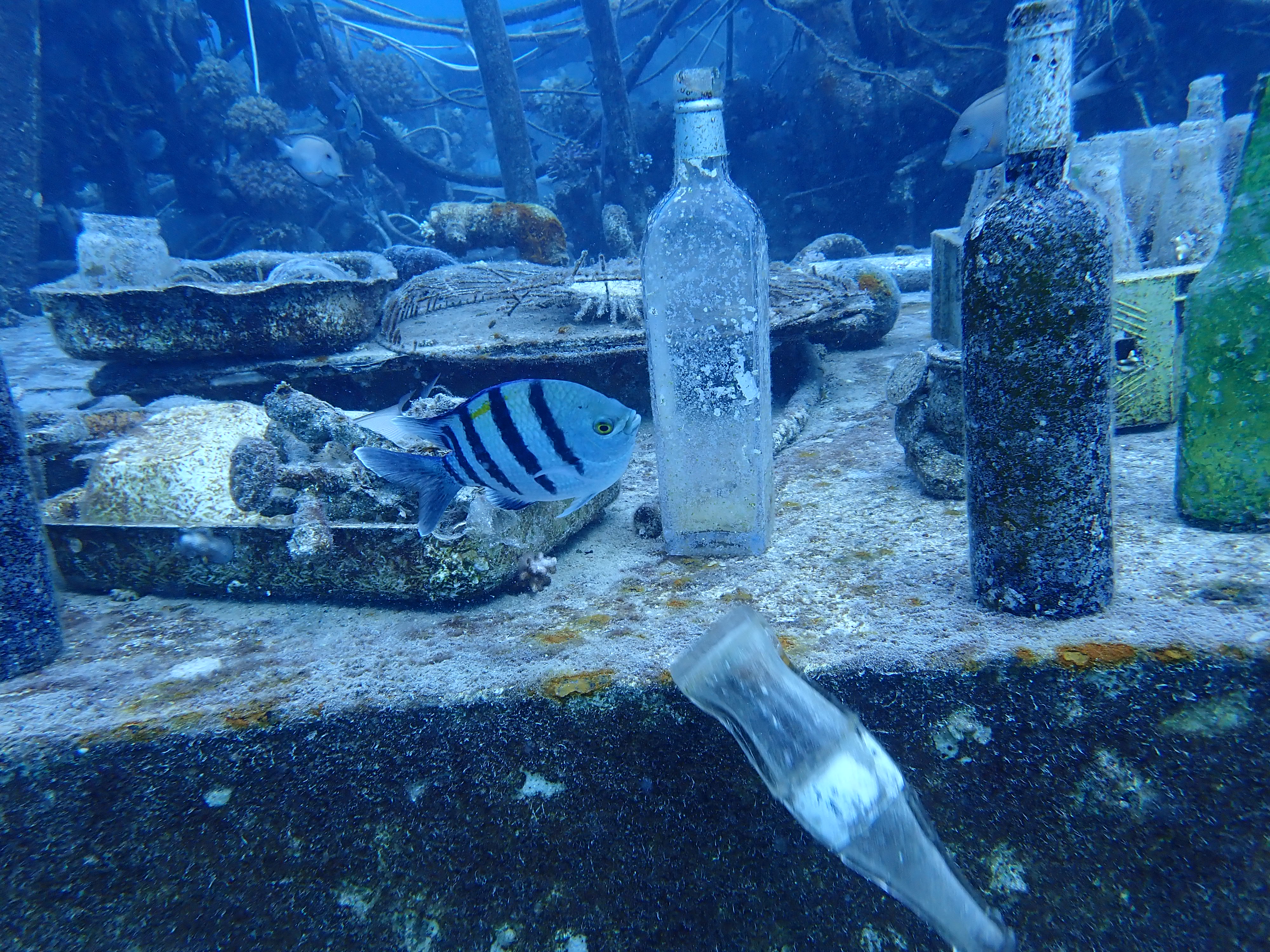 Fish knocks bottle off surface at wreck