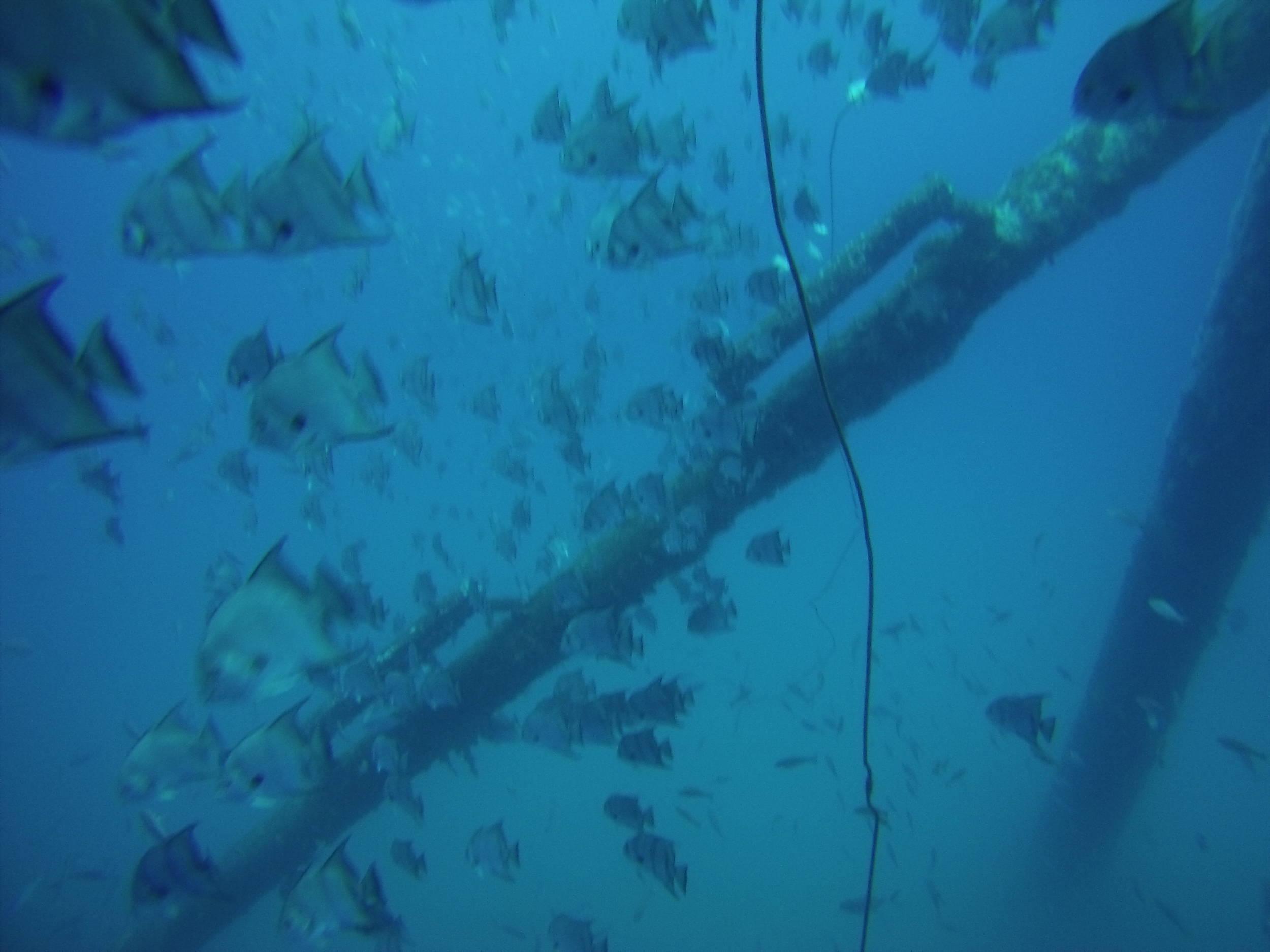 Fish on the rig