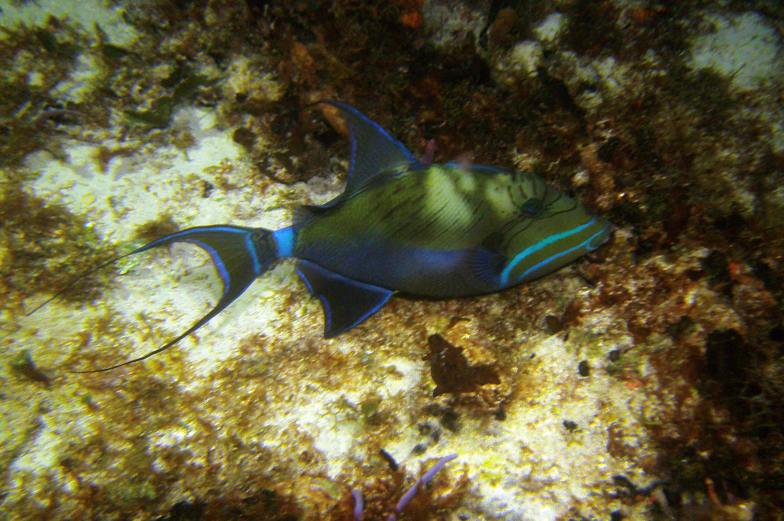 fish