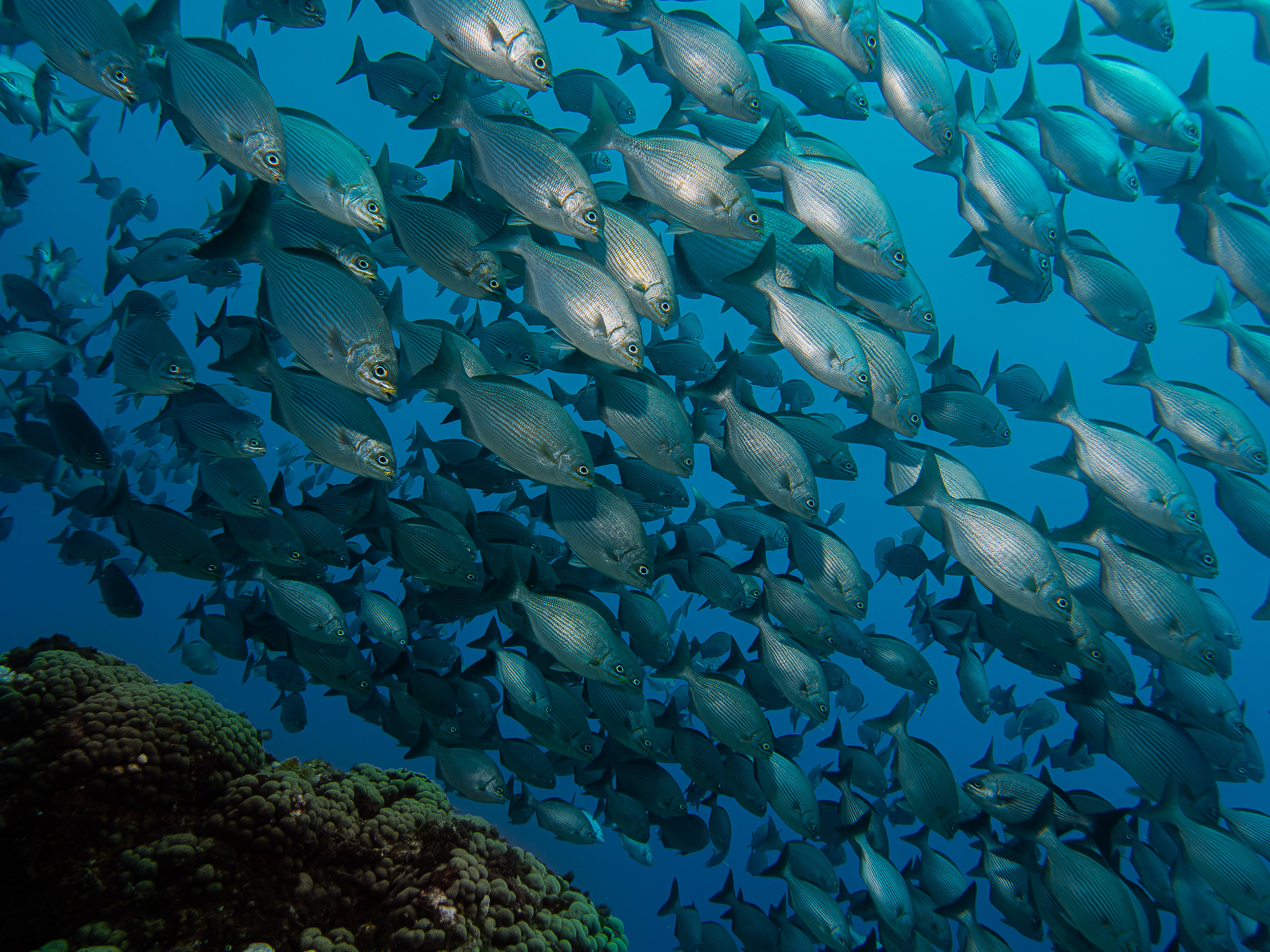 Fishes .. a lot of them...