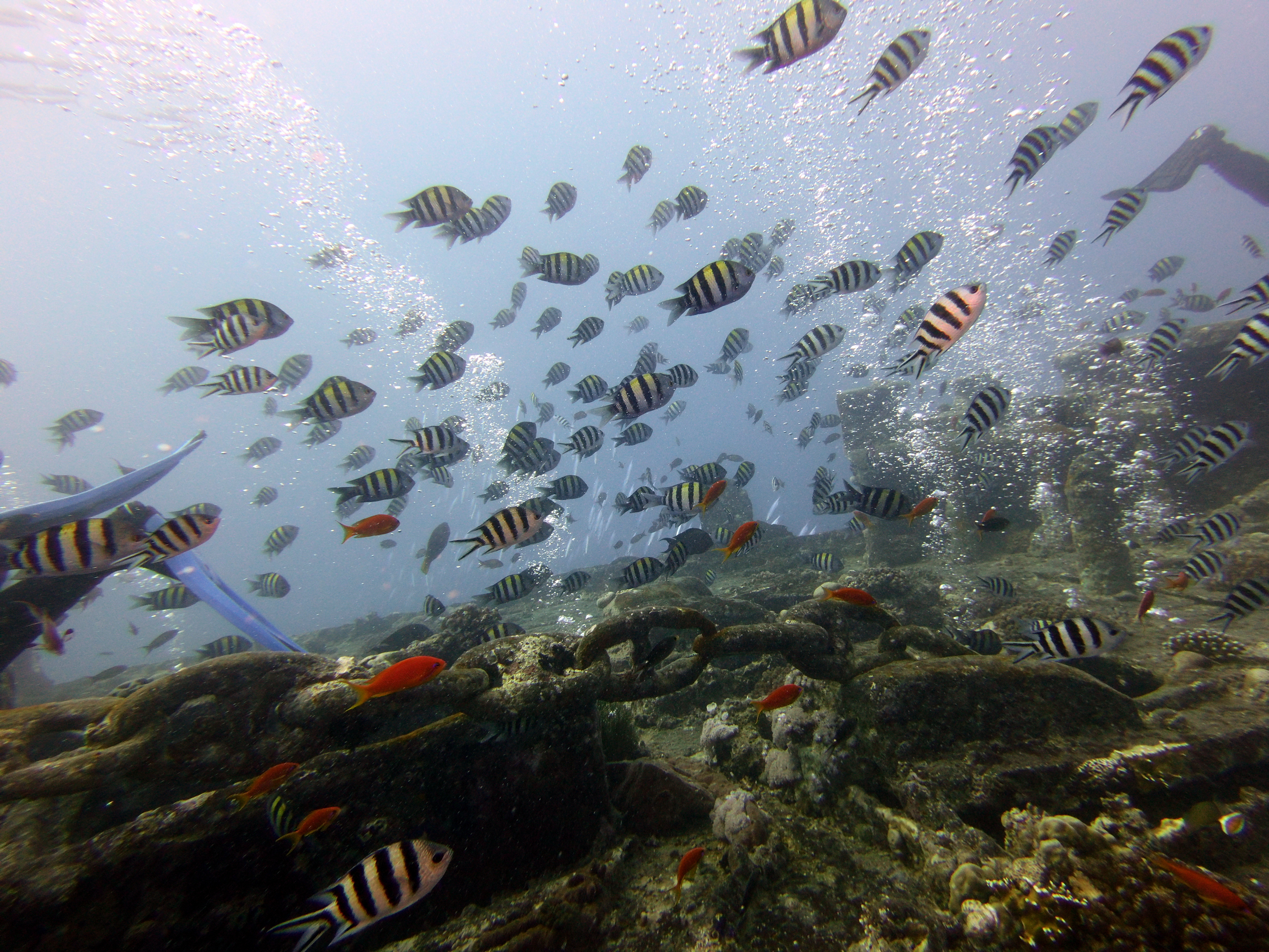 Fishies on the Thistlegorm