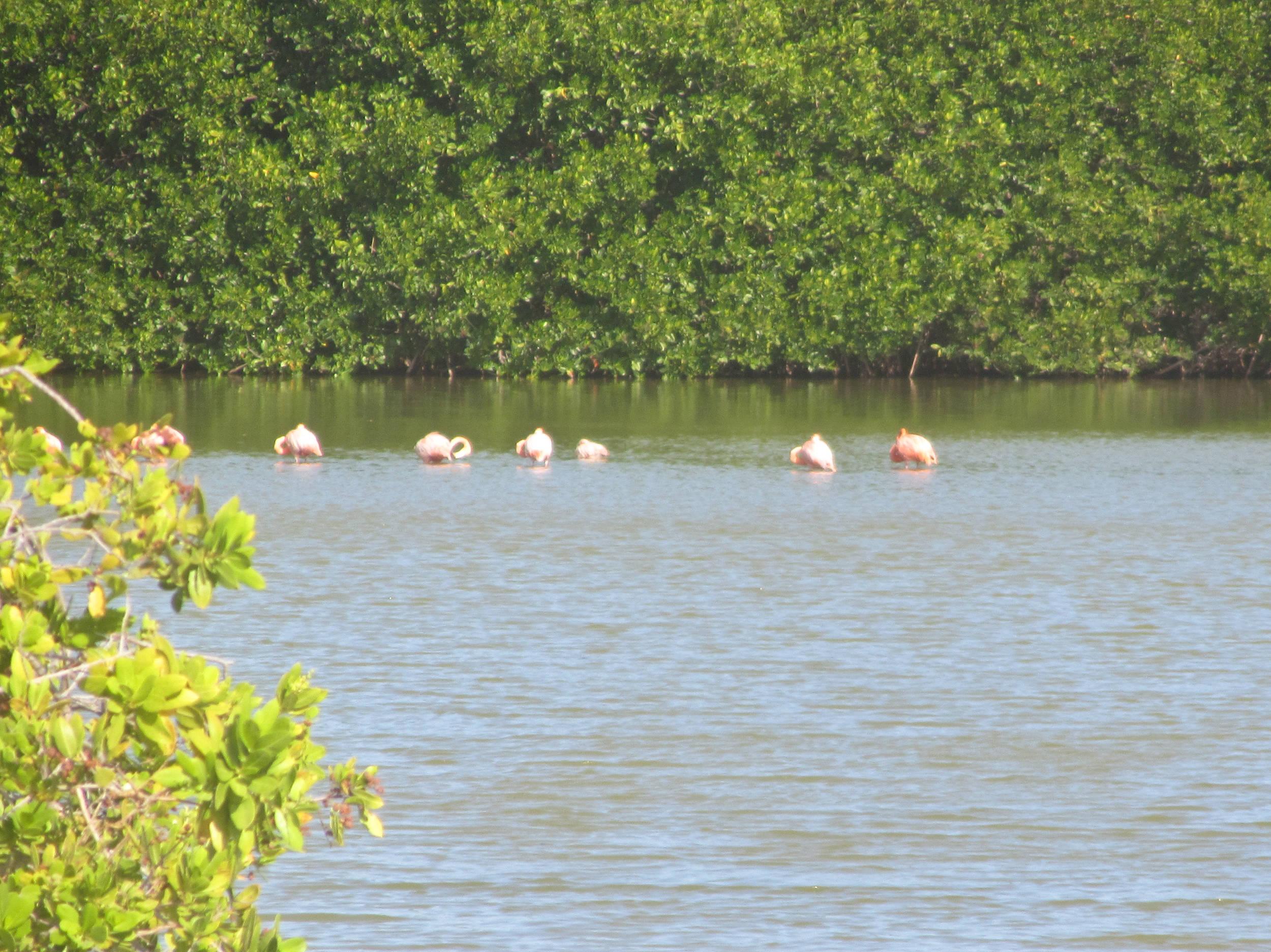 Flamingos in Bonaire