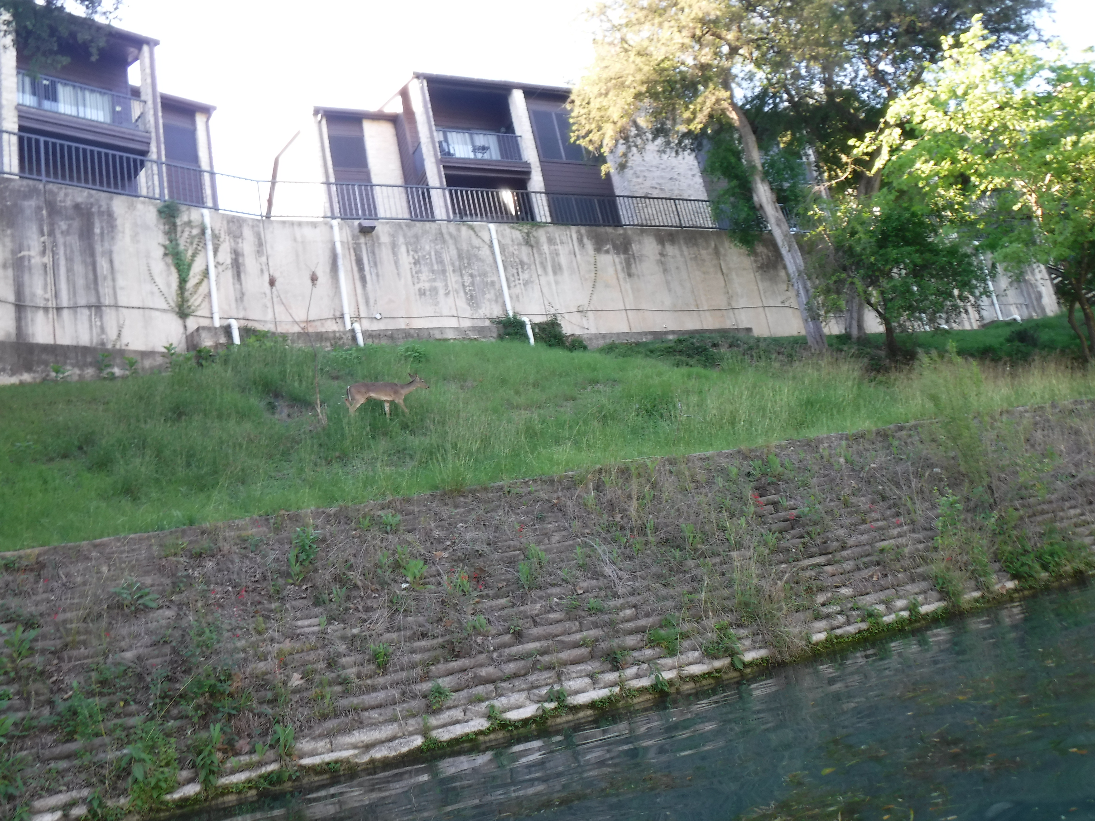 Float 29 - Oh Deer Me.JPG