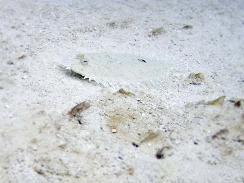 Flounder