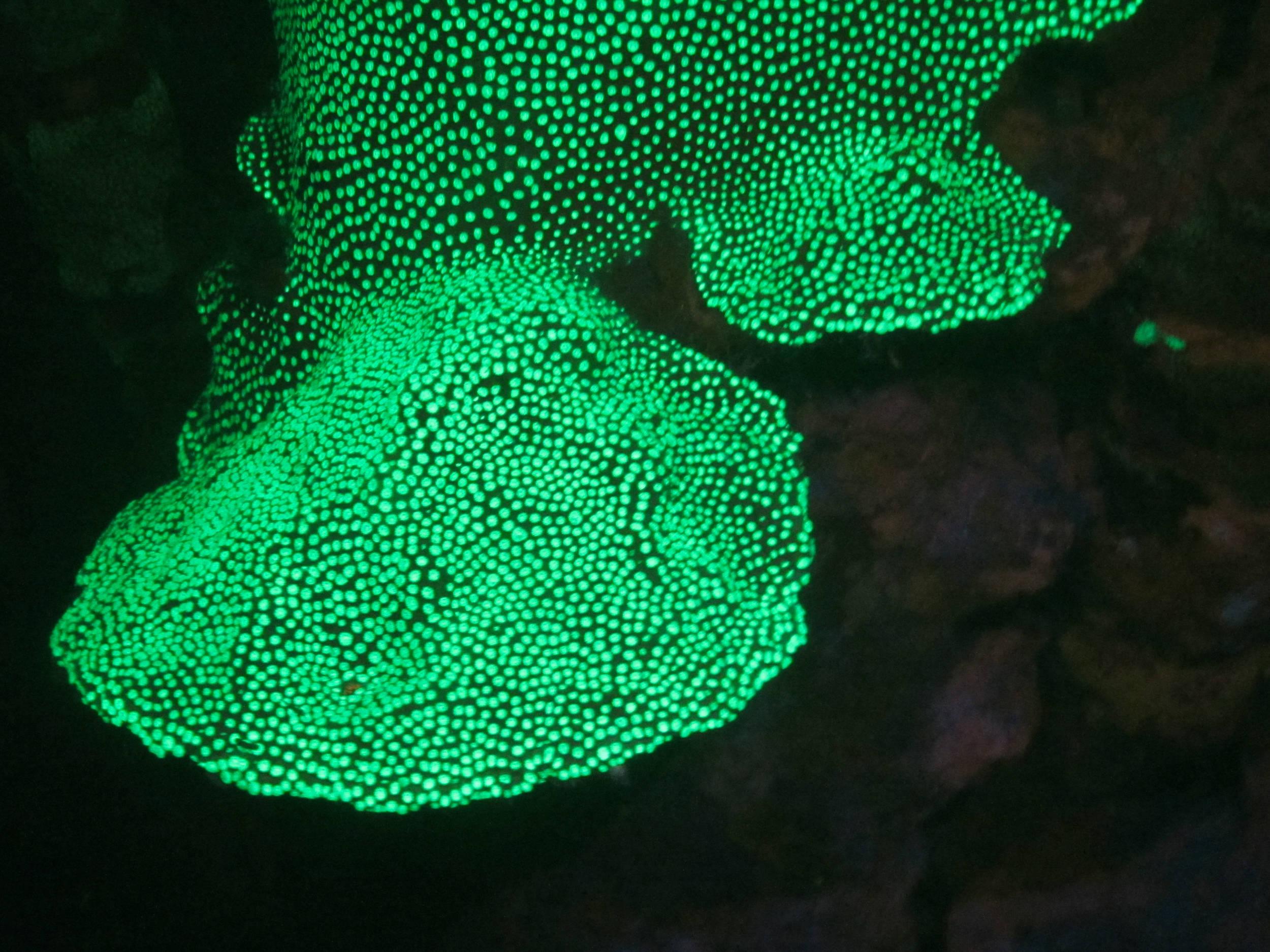 Flourescent coral heads