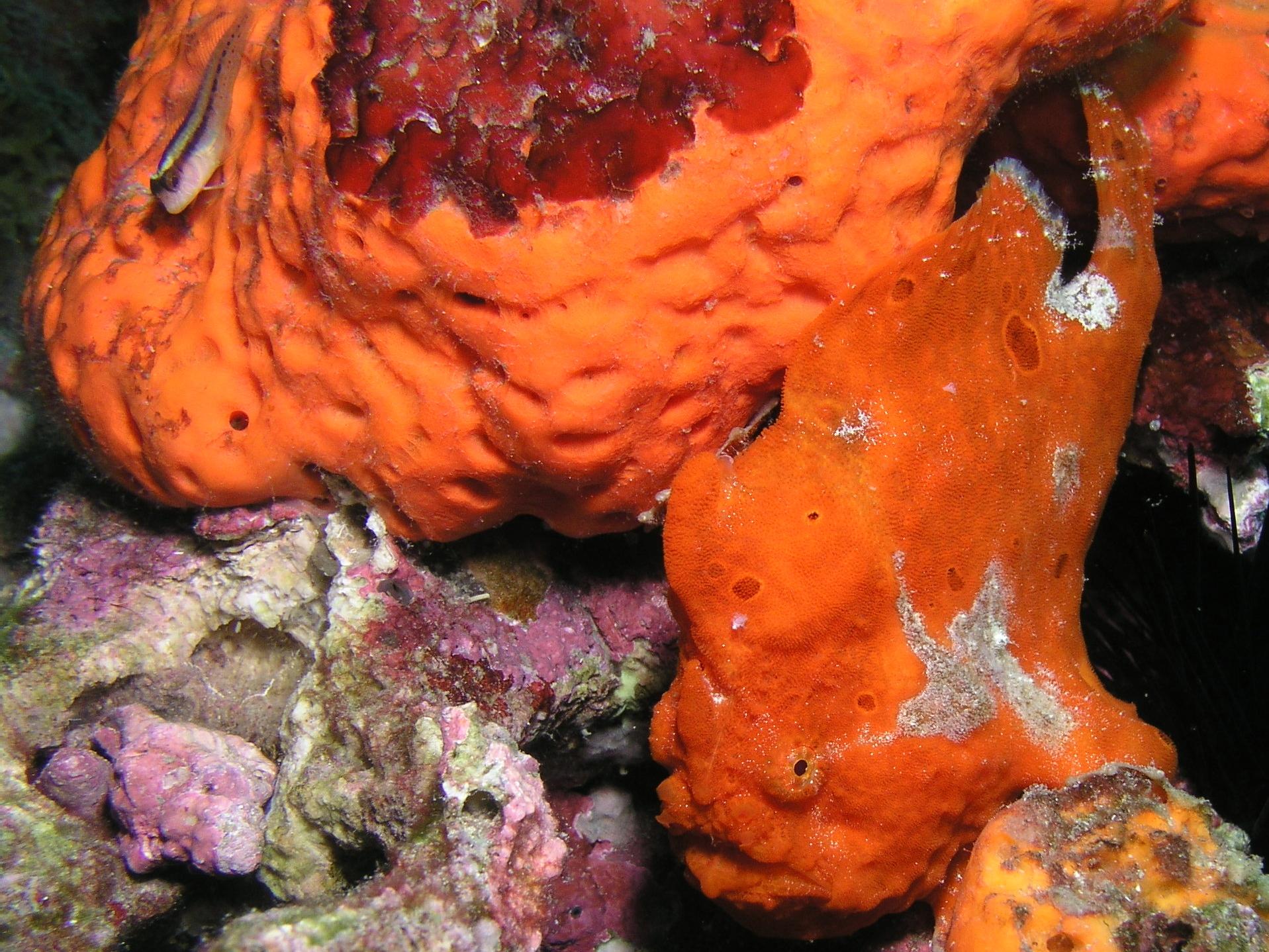 Flower Gardens frogfish