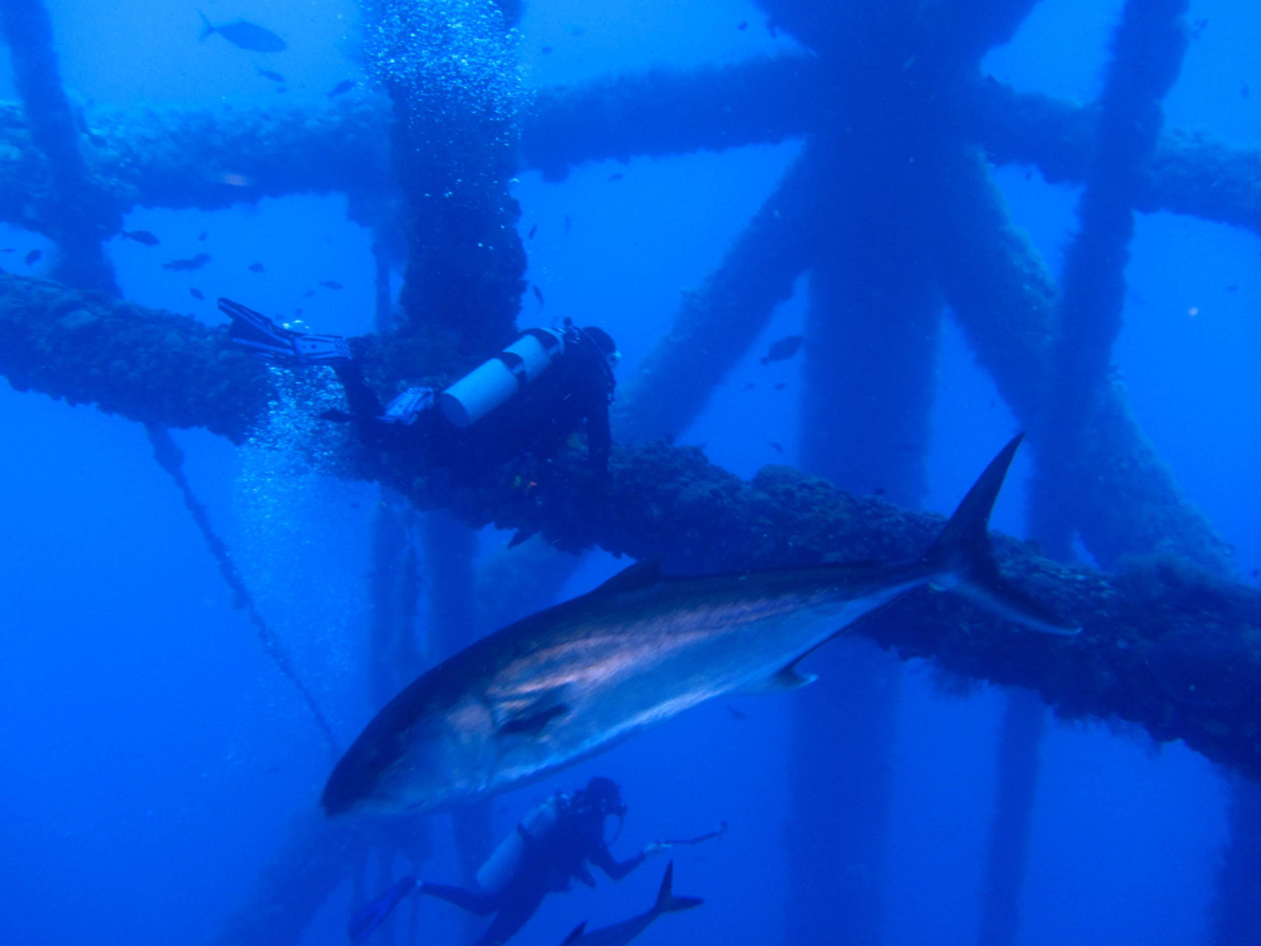 Flower_Gardens_62014-9811