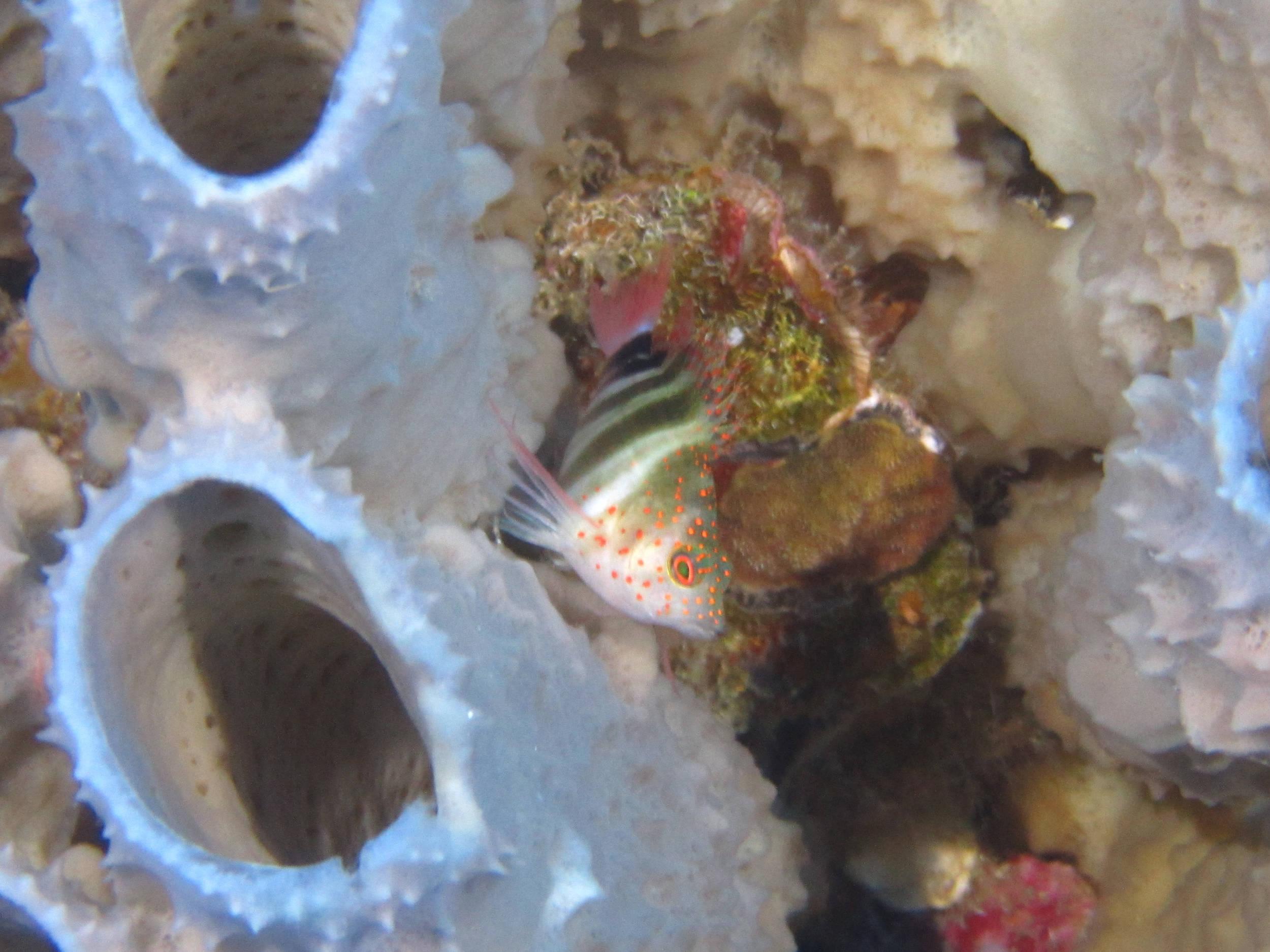 Flower_Gardens_62014-9836