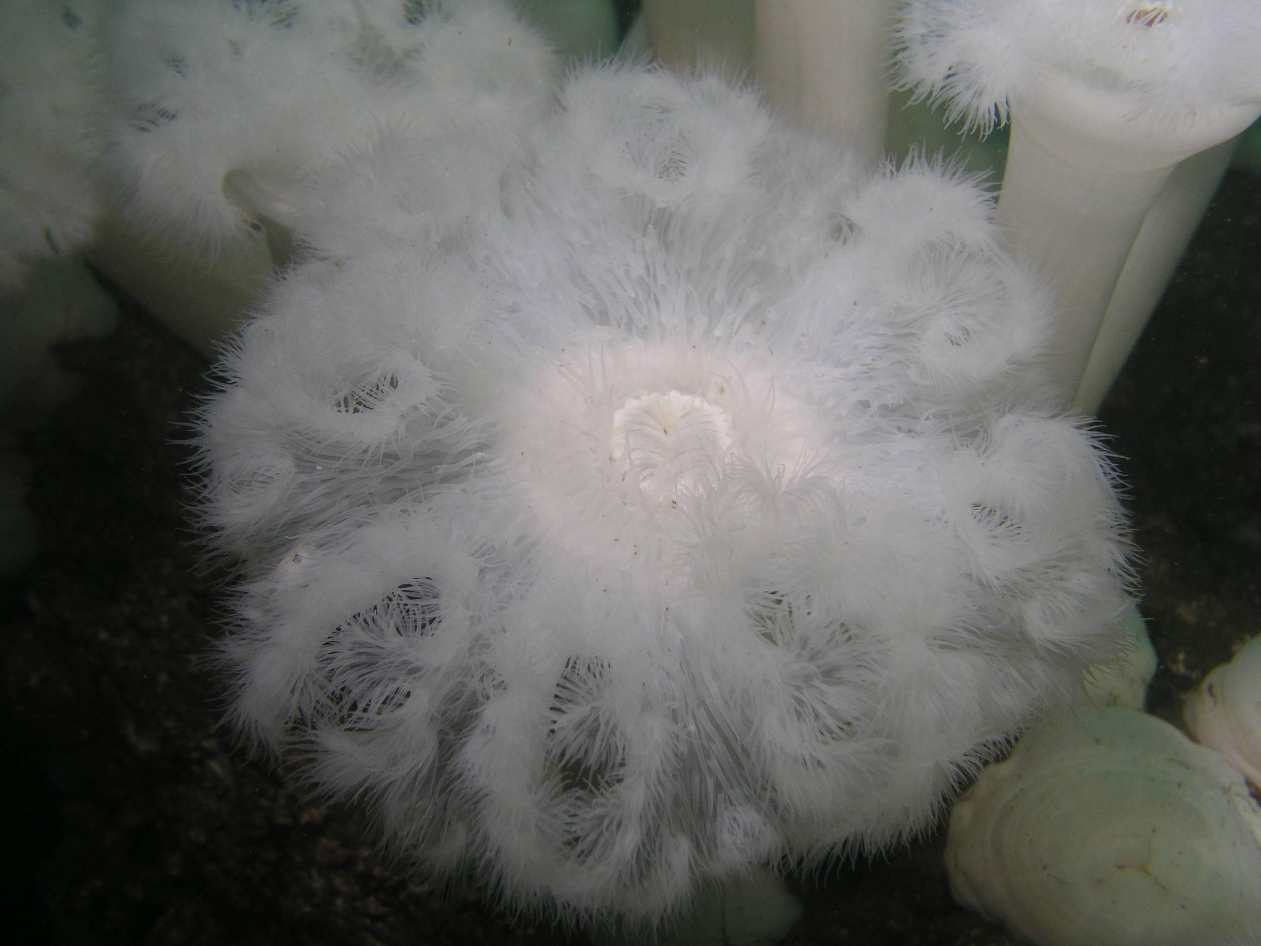 fluffy as a cloud