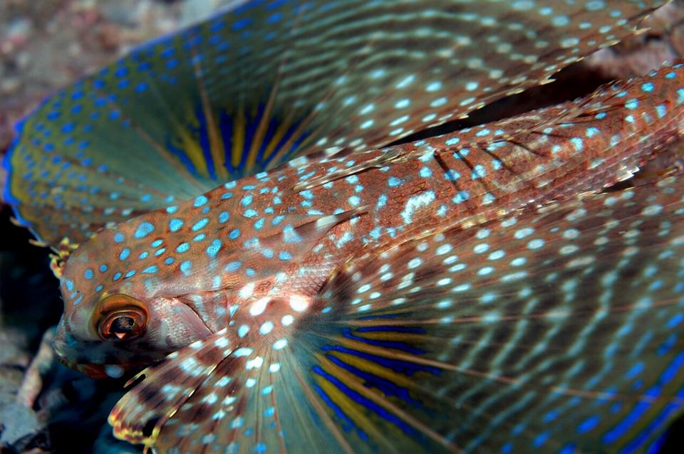 Flying Gurnard