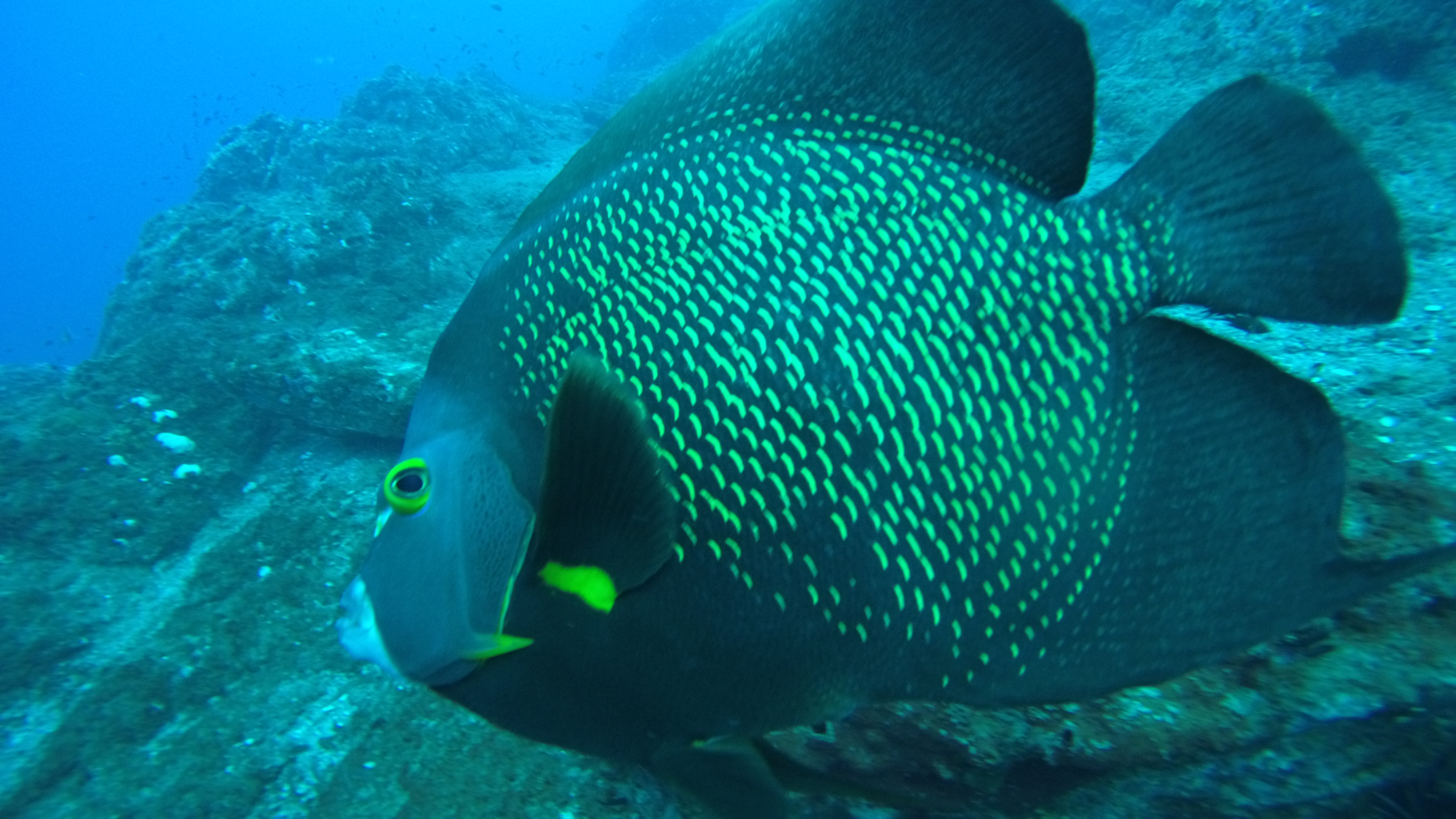 French Angel fish closeup